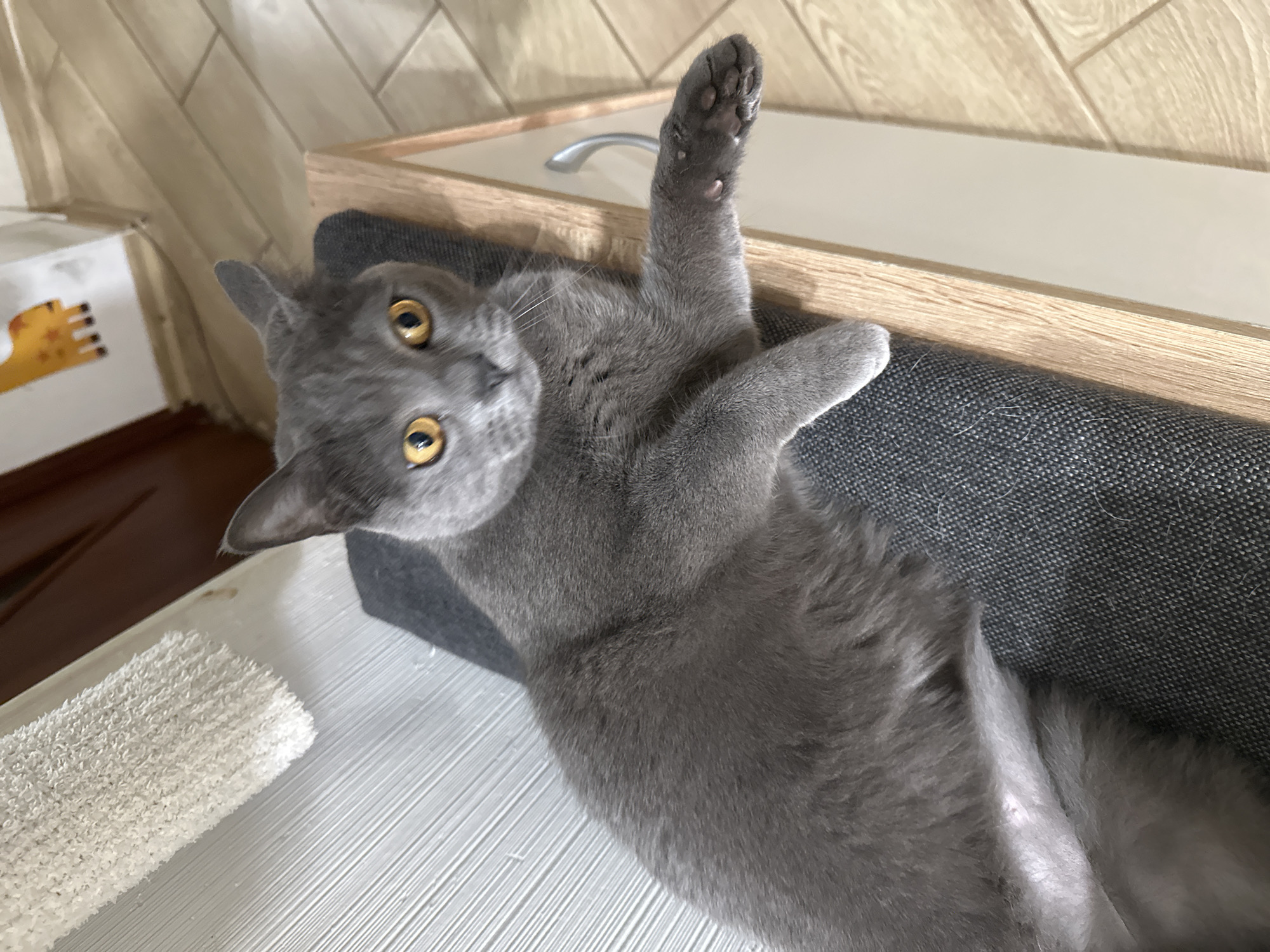 A gray cat lies on its back with its front paw raised in the air. The cat has yellow eyes and is positioned on a gray fabric surface. A white, rough object is visible to the left. Behind the cat is a cabinet with a white top and a light wood trim. The background includes a wall with light brown, patterned panels. The location is an interior space of unknown location.