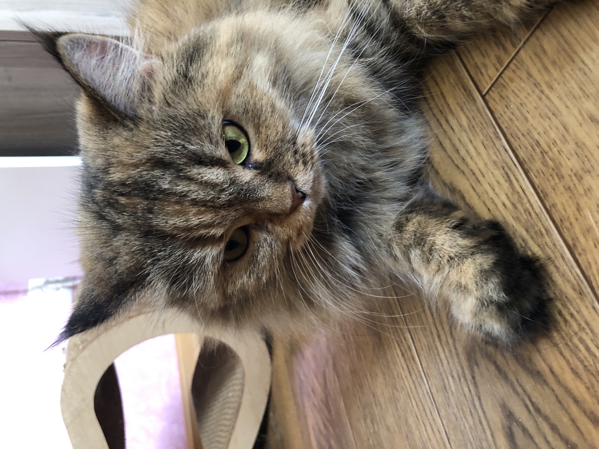 A close-up, eye-level shot shows a long-haired calico cat lying on a wooden floor. The cat is positioned diagonally in the frame, with its head to the right and its paws extended forward and slightly to the left. Its fur is a mix of brown, black, and orange, with a fluffy mane around its face. The cat's green eyes are partially closed, and it has long white whiskers. To the left of the cat, a light-colored, curved object, possibly a cat scratching post, is visible. The wooden floor has a warm, brown tone with visible grain patterns. The background is softly blurred, with hints of pink and light brown.
