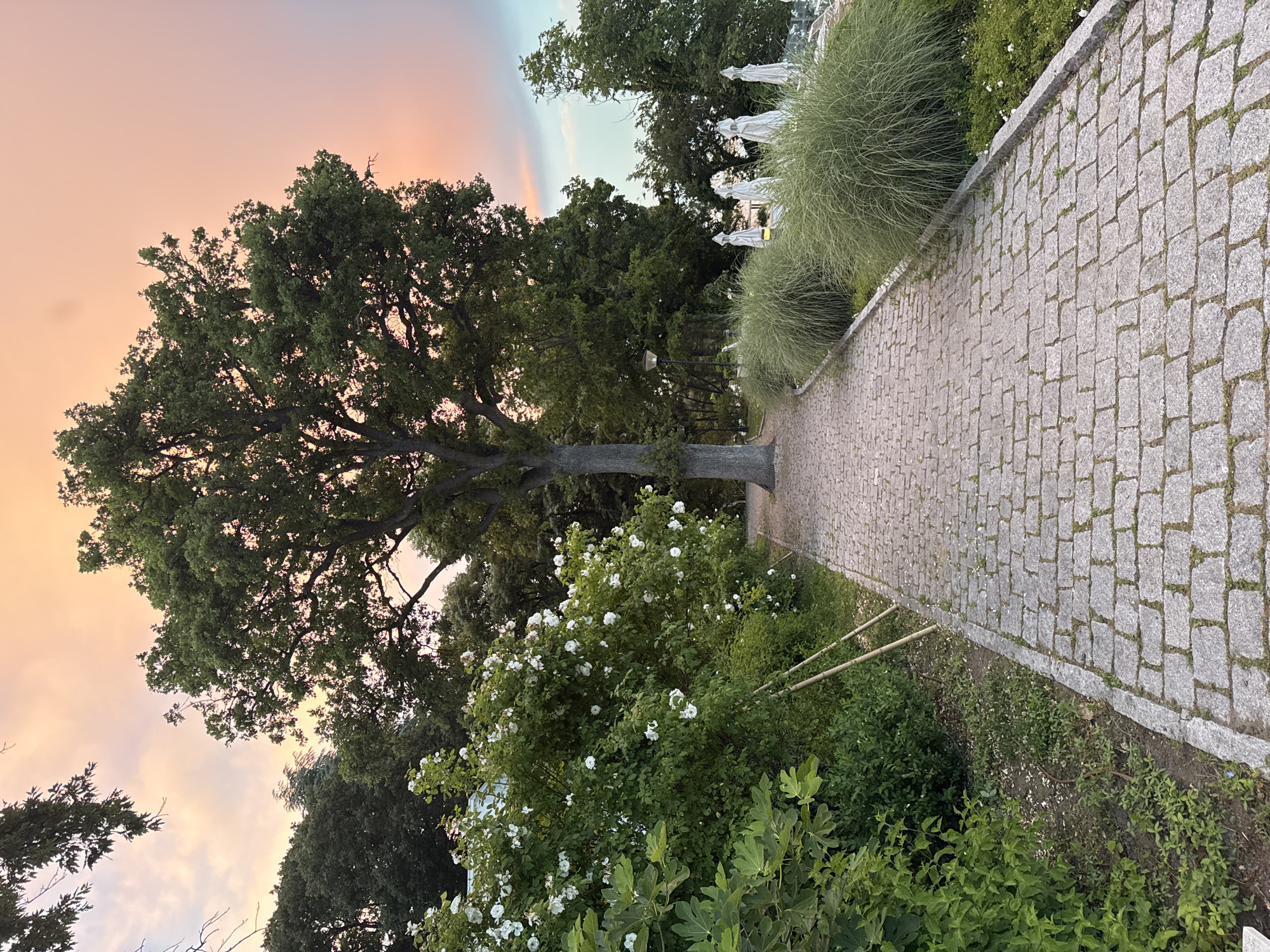 This image depicts a paved walkway in Varna, Bulgaria, leading through a park-like setting. On the left side of the walkway, there is a lush green bush with white flowers, possibly roses. Further back, a large tree with a thick trunk dominates the scene, its branches reaching towards a sky painted with soft hues of pink and orange, suggesting a sunset. Tall, feathery grasses line the right side of the path, and several white umbrellas, likely belonging to an outdoor seating area, are visible in the background. The walkway is constructed from grey cobblestones, and the overall environment appears serene and well-maintained, characteristic of a public garden or a waterfront promenade in Varna.