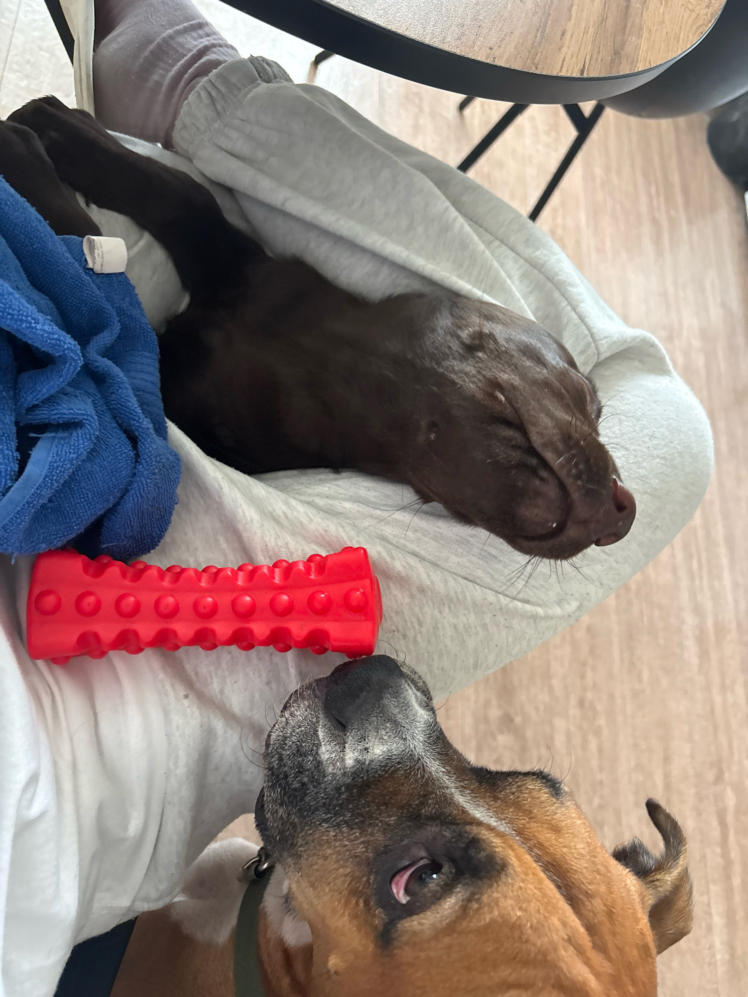The image shows a close-up view of two dogs and a red chew toy. A dark brown dog is lying down on light gray sweatpants, with its head resting on the lap of an unseen person. A blue towel is also visible next to the brown dog. In the foreground, a brown and white dog with its head tilted is looking up at the brown dog. A red, bone-shaped chew toy with textured bumps is placed between the two dogs. The scene appears to be indoors, with a wooden floor visible in the background. The image does not contain any information that can be used to determine its location in Rostov-on-Don, Russia.