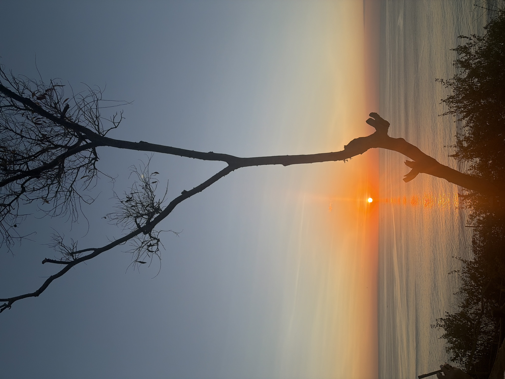 This is a vertical, silhouetted image of a sun setting over the ocean. The sun, a bright orange orb, is positioned near the horizon, casting a warm glow across the water. The water itself is calm, with subtle ripples reflecting the light of the sunset. On the right side of the image, dark, leafy vegetation forms a dense silhouette against the colorful sky.
In the foreground, a stark, bare tree branch extends from the left side of the frame, its intricate, leafless structure creating a dramatic contrast with the vibrant sunset. The sky transitions from a deep blue at the top to soft oranges and yellows near the horizon, indicating either sunrise or sunset. The overall mood is serene and contemplative, with the natural beauty of the scene taking center stage. There is no visible text in the image. The location context is Kuta Selatan, Indonesia.