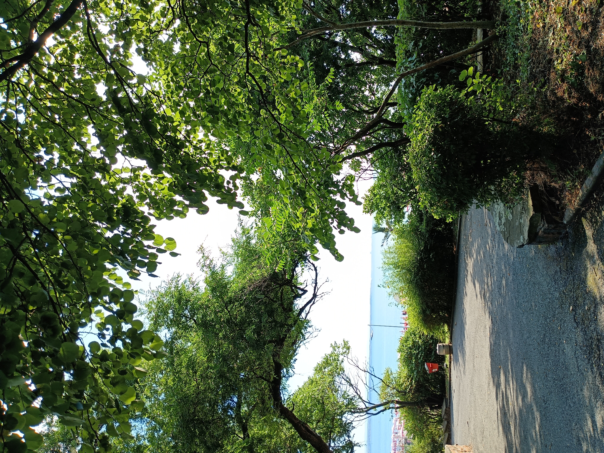 The image depicts a scenic view overlooking the Black Sea from a park in Burgas, Bulgaria. In the foreground, a paved path leads into the scene, bordered by lush green foliage and trees. The path is partially shaded by the canopy of overhead trees, with sunlight dappling through the leaves. To the left of the path, two trash receptacles are visible, one red and one metallic. In the mid-ground, a dense line of green bushes separates the park from the beach area. Beyond the bushes, the turquoise waters of the Black Sea stretch out to the horizon. Along the coastline, beach umbrellas and a few people are visible, indicating a beach resort or public beach. The sky is a bright, clear blue. The overall impression is one of a tranquil park setting offering a picturesque view of the sea.