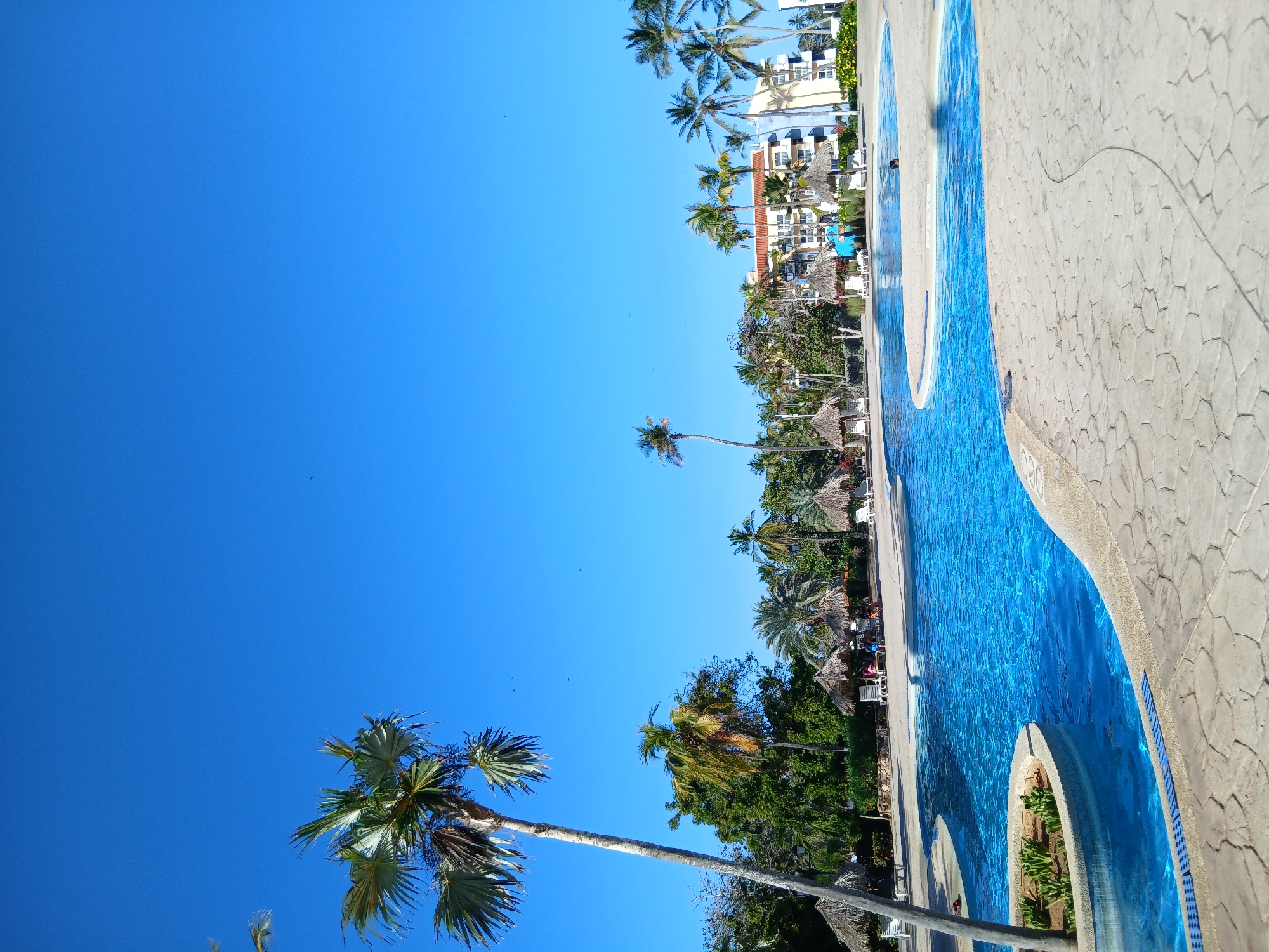 This image depicts a sunny outdoor scene at a tropical resort, specifically in Playa El Agua, Venezuela. The primary subjects are a large, meandering swimming pool with vibrant blue water, numerous tall palm trees, and resort buildings in the background.
The pool, with its light blue tiled interior, dominates the midground and foreground, featuring a curved design and a light-colored, textured stone deck around it. On the pool's edge, the numbers "080" are clearly visible, likely indicating depth. A blue tiled line with white markings runs along the bottom edge of the visible pool section.
Scattered across the resort grounds are many palm trees of varying heights, some with distinct fan-shaped fronds, contrasting against the clear sky. In the background, multi-story buildings with light-colored facades and reddish-brown roofs can be seen, indicating the hotel or resort infrastructure. Several thatched umbrellas (palapas) and lounge chairs are arranged around the pool area, suggesting spaces for relaxation.
The scene takes place on a bright, sunny day, with a vast, clear, unblemished blue sky overhead. The strong light creates clear reflections on the pool's surface and suggests a warm, pleasant atmosphere. A solitary individual's head is just visible in the bright blue water of the pool near the right side of the frame, hinting at leisure activity. The overall impression is one of a serene and inviting vacation destination.