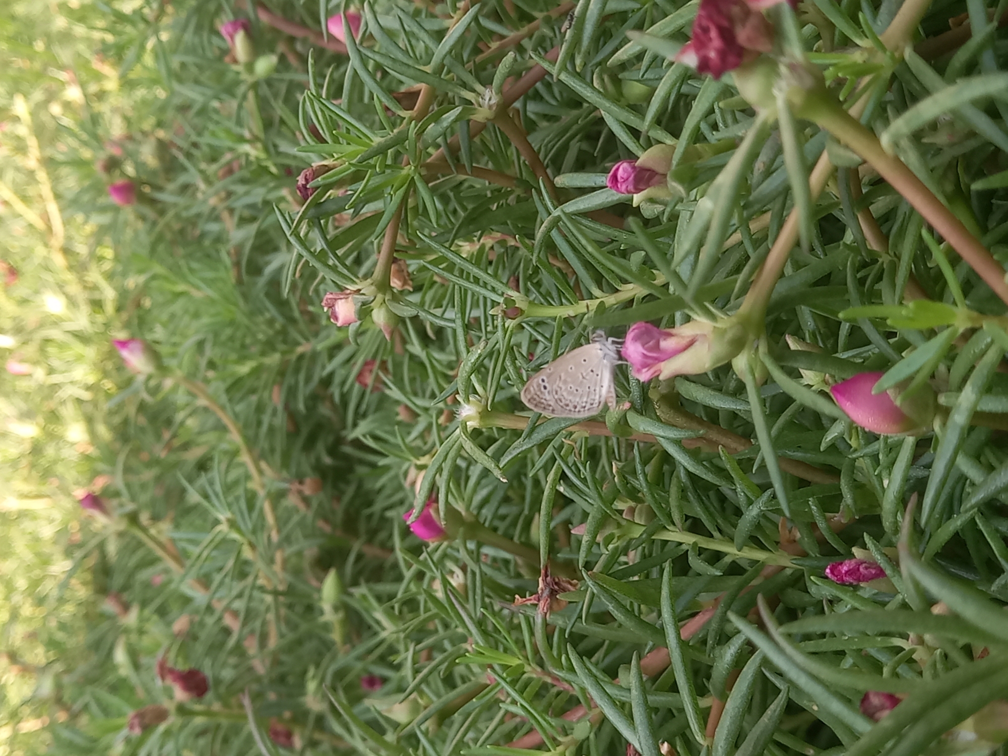The image depicts a close-up of a plant with needle-like leaves and several closed pink flower buds. A small, pale butterfly with delicate markings rests on one of the buds. The plant fills the frame, creating a dense, green and pink texture. The image lacks any identifiable features indicating a location within the city of Pukhrayan, India, or any signs of human presence or activity.