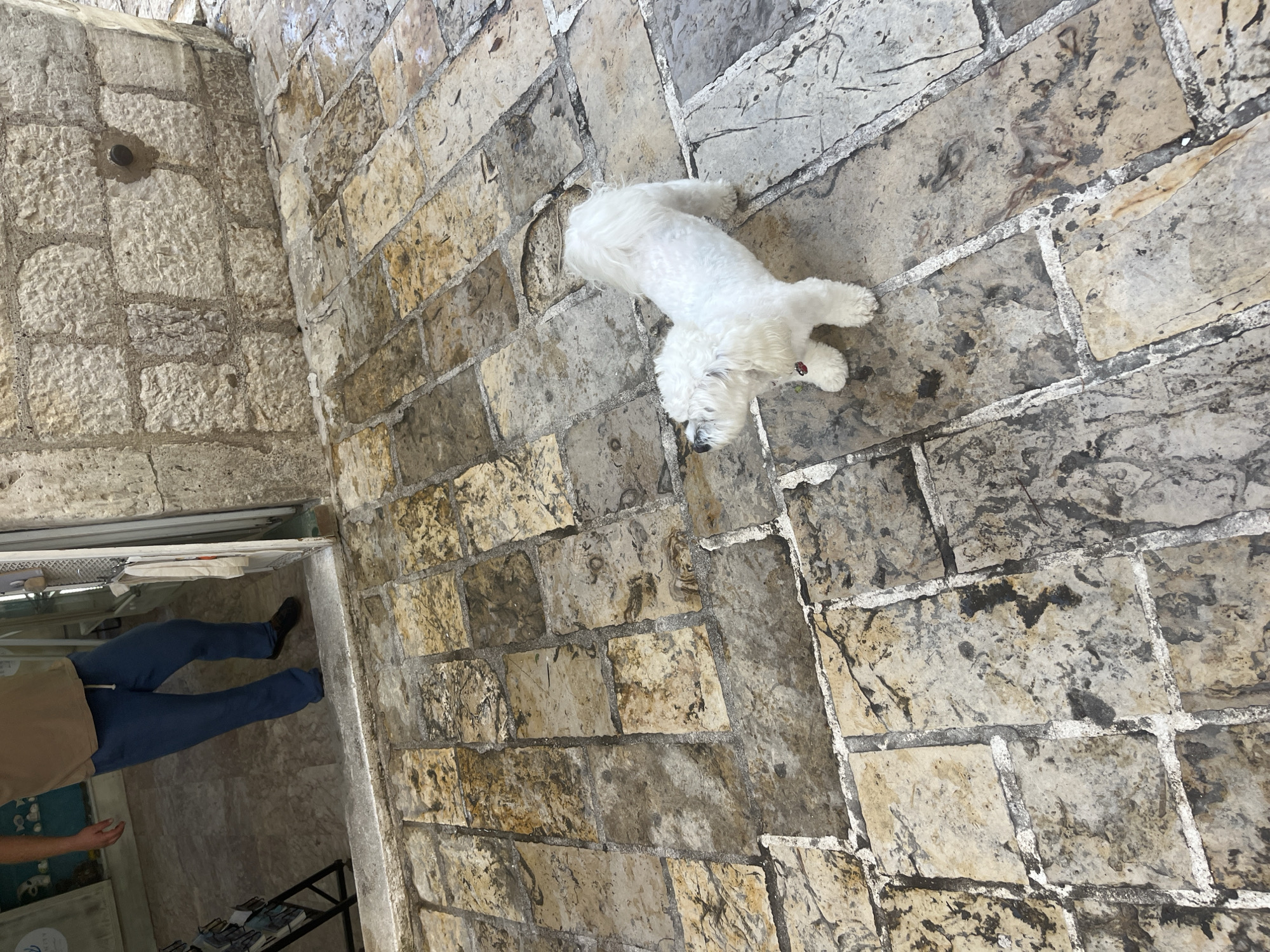 The image depicts a tranquil scene within a stone-paved alleyway or covered passage in what appears to be an old town, consistent with the architecture found in Budva, Montenegro. The perspective is from above, looking down.
A small, fluffy white dog, likely a Maltese or similar breed, is the central subject, lying relaxed on the irregular stone pavement. A faint red collar is visible on the dog. The pavement is composed of varying sizes of light-colored stone blocks, joined by visible mortar lines, some of which are lighter or whitewashed, suggesting age and wear.
In the lower left portion of the frame, a person's lower body is visible, standing in a doorway or shop entrance. The person is wearing blue jeans and black shoes, with a hint of a light brown shirt. Inside this entrance, an interior space is partially seen, featuring lighter walls, a counter or display, and shelves with items. A black metal rack is also present. Visible text on a blue surface reads "AELUM," with "MONTENEGRO" directly below it on a white background, indicating the location and possibly a local business.
The surrounding walls of the passage are also constructed from similar aged stone blocks, contributing to the historical atmosphere. In the upper left area, a dark, circular fixture, possibly a pipe or drainage opening, is embedded in the stone wall.
The scene is lit by natural daylight, suggesting a clear or subtly overcast day. The overall impression is one of peacefulness in a historic European setting, with the dog at rest.