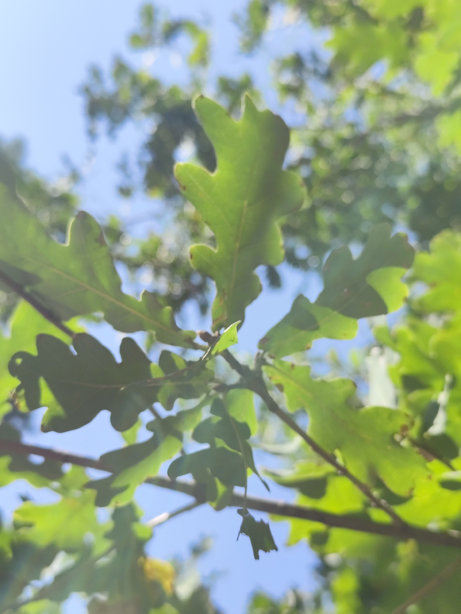 The image displays a close-up view of green oak leaves and branches against a bright blue sky, with a blurred background of more foliage and dappled sunlight. The perspective is from below, looking upwards through the tree canopy. There are no people or discernible structures visible, suggesting an outdoor natural setting. The overall impression is one of a sunny day in a wooded area. Without further context or visual cues, the specific location within the city of Petropavl, Kazakhstan, cannot be determined from the image alone.