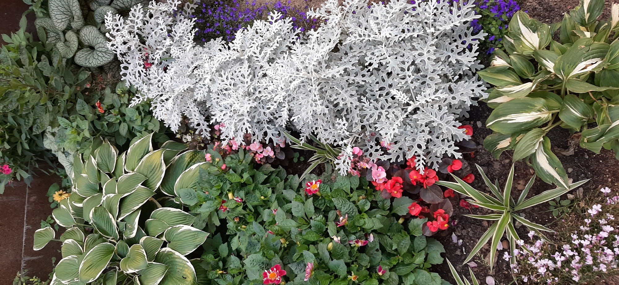 The image displays a garden bed with a variety of plants. In the foreground, there is a spiky green and white plant, and to its right, a hosta with variegated green and white leaves. To the left of the spiky plant, there are small pink flowers. Above these, there are red and pink flowers nestled among green foliage. Dominating the right side of the image is a large, feathery, silver-white plant. Behind this silver plant, there are small purple flowers. Towards the top left of the image, there are large hosta leaves with green centers and white edges. The background appears to be a brown wall or raised garden bed. The soil is visible between the plants. The scene is a close-up, eye-level shot of a well-maintained garden.