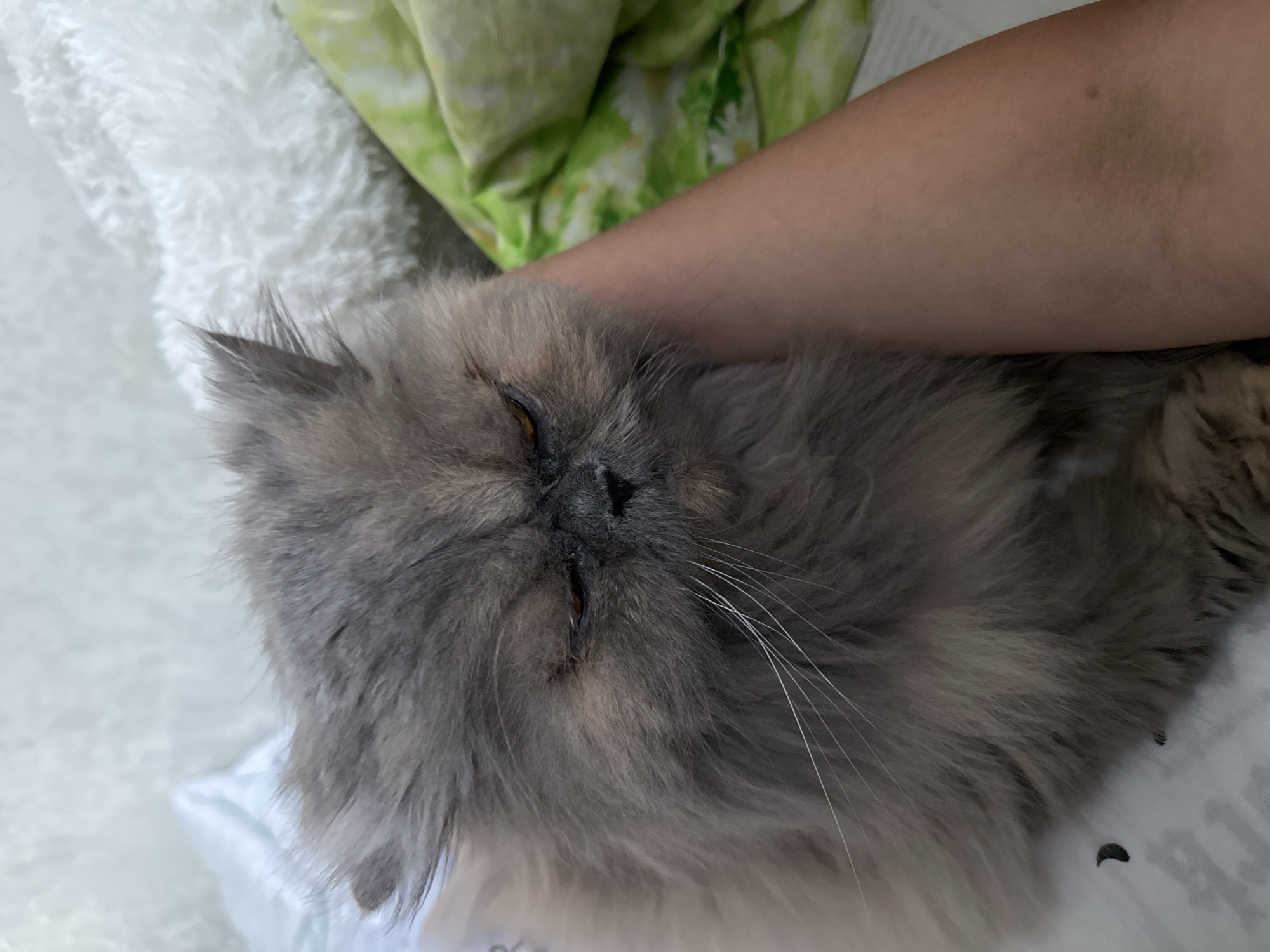 A close-up, eye-level shot shows a fluffy, gray Persian cat with its eyes mostly closed. The cat's face is partially obscured by its fur. A human arm, with light skin tone, is positioned alongside the cat, with the hand resting on its back. The background consists of a white, textured blanket and a green patterned fabric. There are a few dark specks visible on the white surface to the left of the cat. The scene appears to be indoors, with soft lighting. The image is devoid of any specific location markers that would indicate the city of Chaikovsky, Russia.