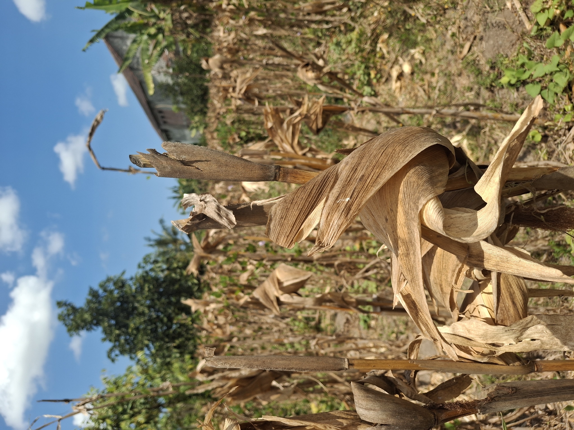 This image depicts a close-up view of dried corn stalks in a field under a bright blue sky with scattered white clouds. The stalks are predominantly brown and appear brittle, with some leaves still attached and curling. In the background, more corn stalks extend into the distance, forming a dense, dry field. To the right and further back, a building with a reddish-brown roof and beige walls is partially visible, surrounded by green foliage, suggesting a rural or agricultural setting. Trees are also visible in the mid-ground. The scene is consistent with a harvested or drought-affected cornfield. The location is identified as Denok, Indonesia. There are no people or animals visible in the image.