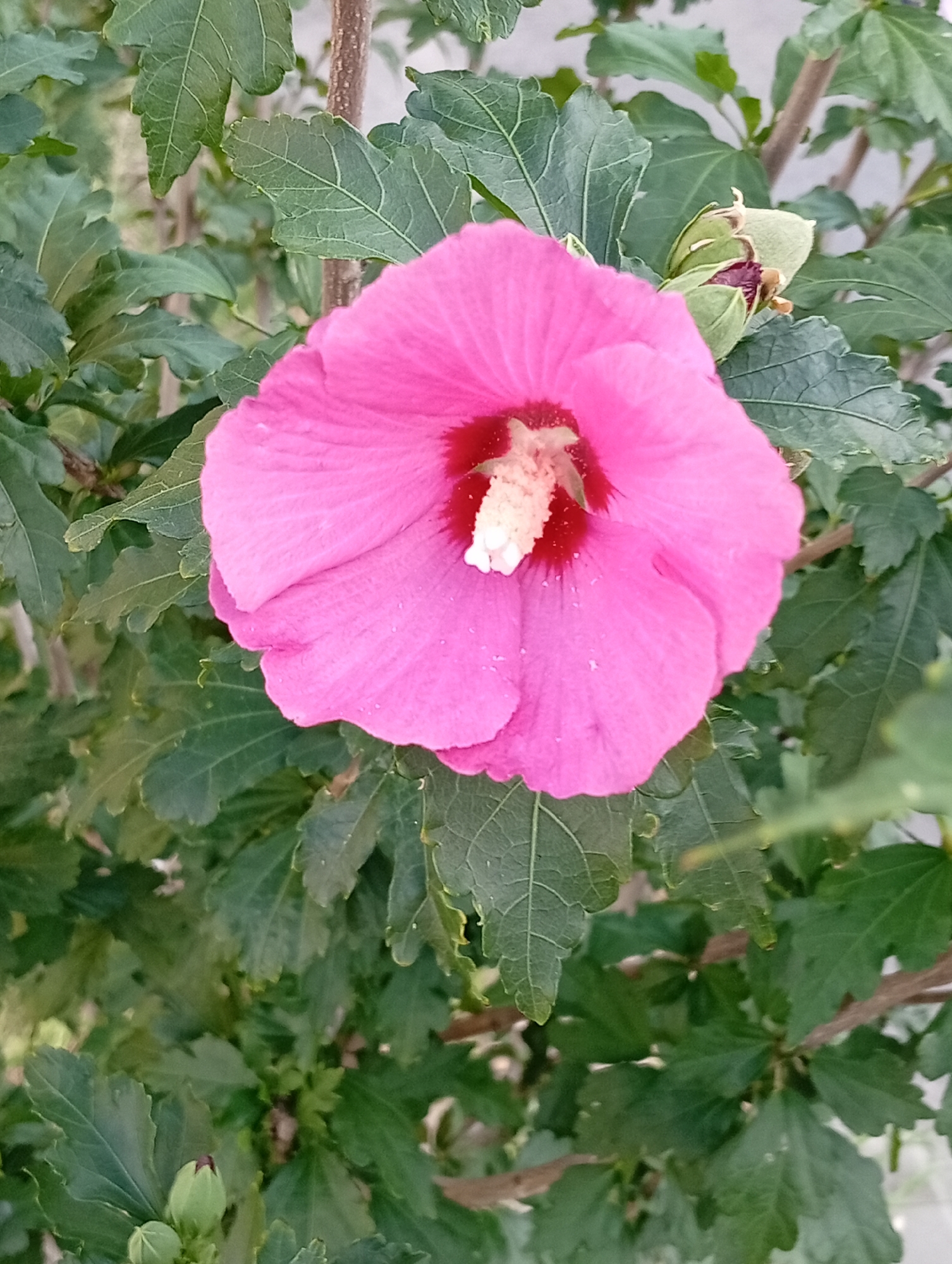 A close-up, eye-level shot captures a vibrant pink hibiscus flower in full bloom, centered in the frame. The flower's petals are a vivid magenta, with a ruffled texture and a deep red center from which a cluster of white stamens emerges. The flower is surrounded by lush, dark green leaves, some of which appear slightly damp, possibly from dew or recent rain. A developing bud, tightly furled and green, is visible to the upper right of the main flower, hinting at future blooms. The background consists of more foliage and a blurred, light-colored surface, possibly a wall or building, suggesting an outdoor garden setting. The image appears to be taken in Pokrov, Ukraine, likely in a residential garden or park, during daylight hours. No people or animals are present in the frame.