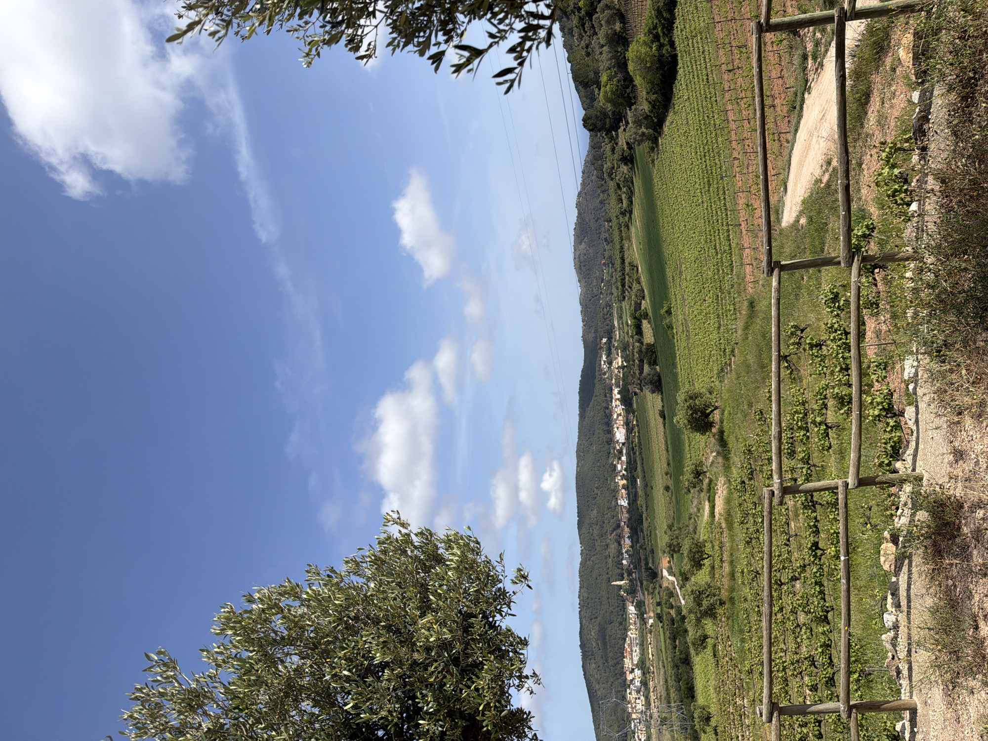 The image presents a vibrant, expansive landscape, likely in Bonastre, Spain, under a clear, bright blue sky dotted with scattered white cumulus clouds.
In the immediate foreground, a rustic wooden fence, composed of vertical posts and horizontal rails, runs along the right side of the frame. Beyond this fence is a dry dirt path and sparse, natural vegetation.
The midground unfolds into a vast expanse of lush green vineyards, with numerous rows of grapevines stretching across the gentle slopes. A light-colored dirt road or track can be seen winding through these agricultural fields. Interspersed among the vineyards are various trees, and in the upper left corner, the leafy green branches of a large tree, possibly an olive tree, partially frame the view. Power lines are faintly visible spanning across the midground, indicating a blend of rural and developed infrastructure.
In the background, a long, forested hill or mountain range dominates the horizon. At its base, a picturesque village or town is nestled, characterized by numerous light-colored buildings.
The scene depicts a sunny daytime, with clear weather and bright, even illumination. The overall setting is a tranquil, rural agricultural area, typical of the Mediterranean landscape, with no specific human activity visible. No text is visible in the image.
