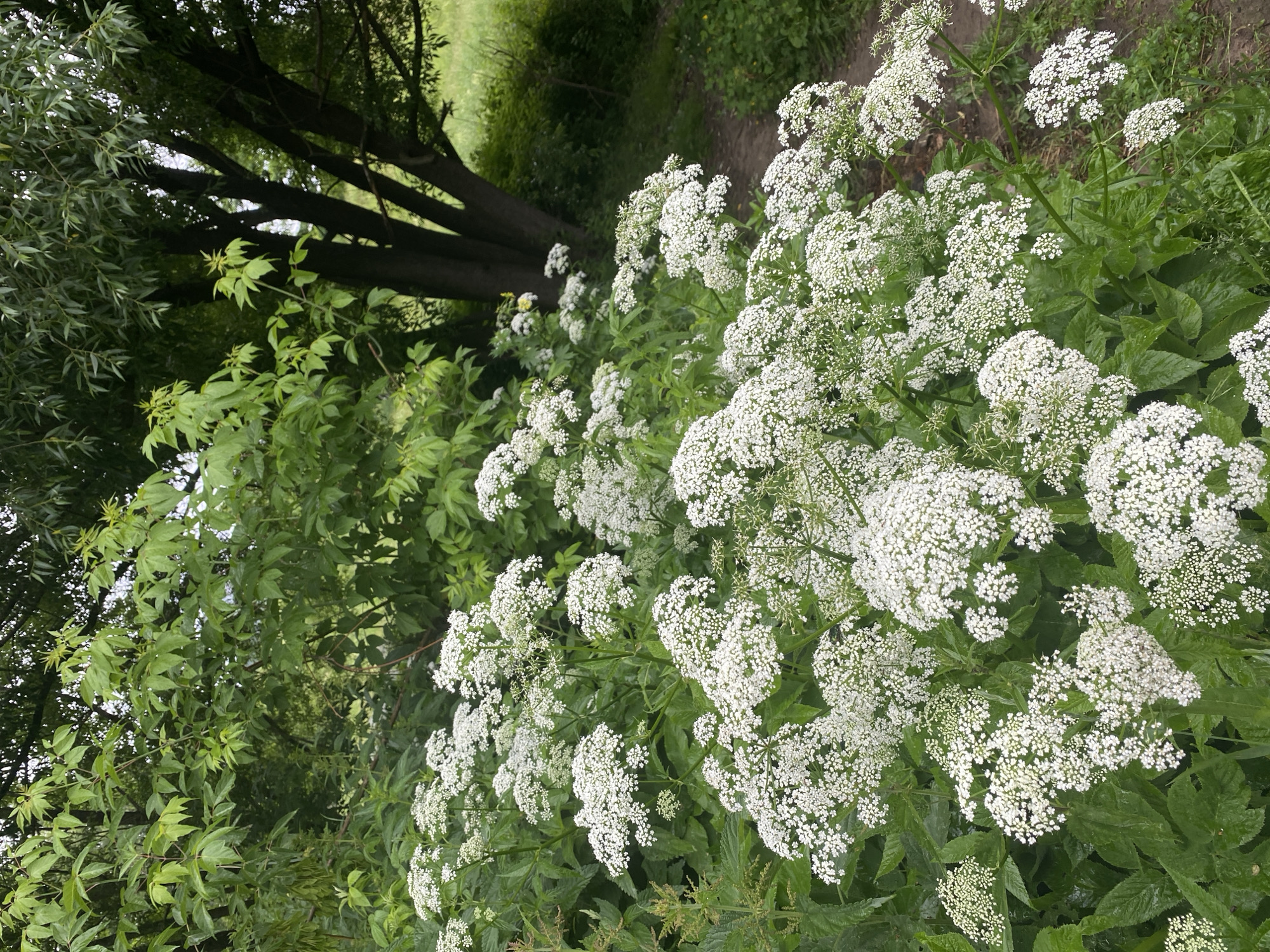The image depicts a close-up view of a dense cluster of white, umbelliferous flowers, likely Queen Anne's Lace or a similar species, blooming in a natural setting. The flowers are arranged in large, flat-topped clusters composed of many tiny white florets, with some individual flower heads still in bud. They are surrounded by lush green foliage, with broad leaves visible in the foreground and background.
To the left of the flowers, tall trees with dark trunks and textured bark are visible, their branches reaching upwards and partially obscuring the sky. The leaves of these trees are a darker green and appear somewhat elongated. Further back, a dirt path is discernible, winding through the greenery and suggesting a rural or park-like environment. The overall scene is vibrant and full of life, characteristic of a summer landscape in a temperate region.
The lighting suggests it is daytime, possibly overcast or with dappled sunlight, as there are no harsh shadows. The overall mood is serene and natural, with a focus on the beauty of the wildflowers and the surrounding vegetation. There is no text visible in the image. The location context provided is Zelenodol'sk, Russia, which aligns with the natural, possibly wild, setting depicted. The activity taking place is simply the natural growth and blooming of the plants in their habitat.