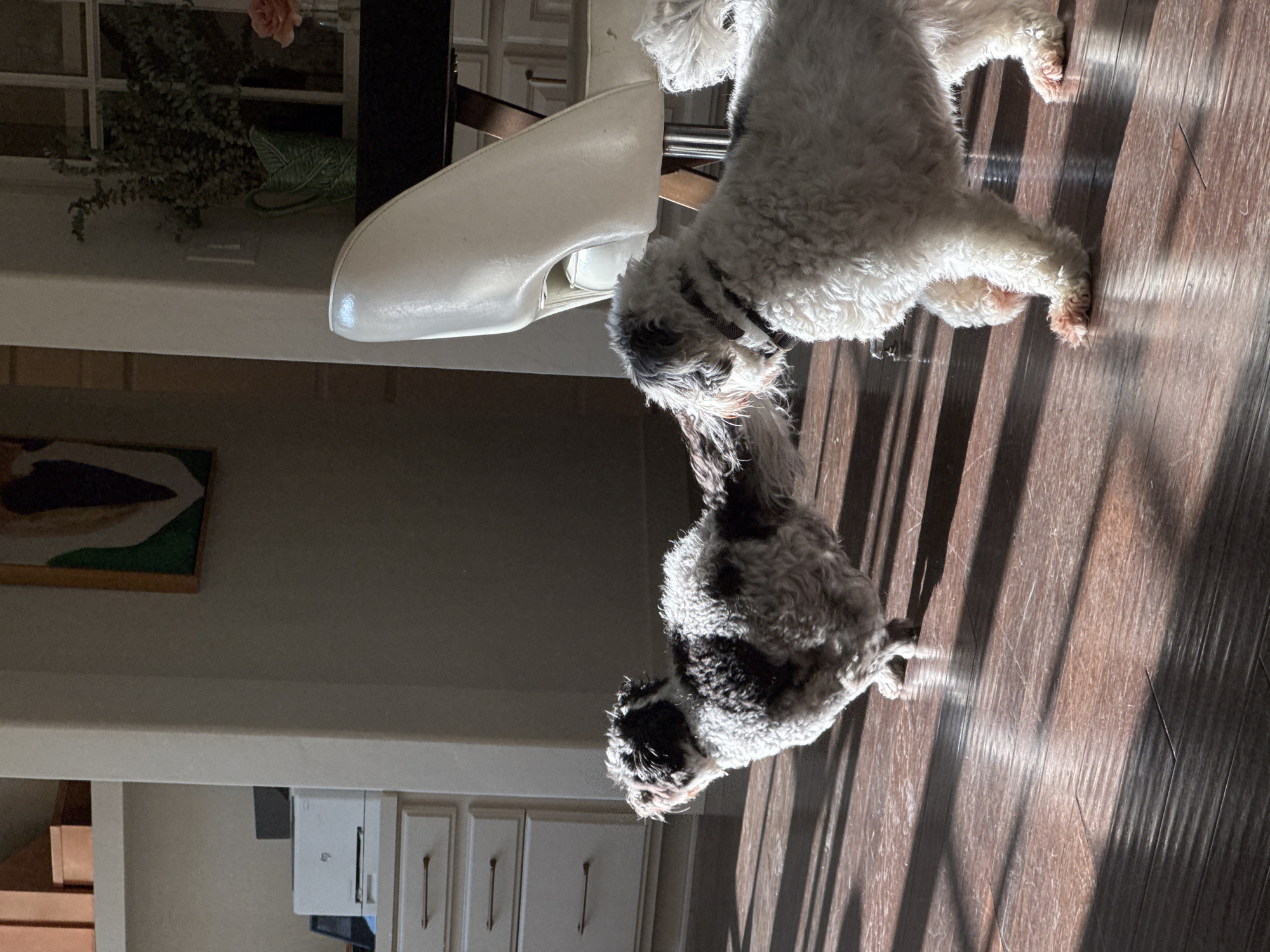 The scene depicts an interior residential space located within the city of Los Angeles, United States of America. The foreground features a polished dark wood floor marked by distinct, parallel shadows cast by natural light from an unseen source. Two small, shaggy-haired dogs are present on the floor. The dog on the left, a multi-colored animal with a white coat patterned by large black and grey patches, is captured in motion, facing left with its head slightly elevated and its tail blurred from movement. To its right, a second dog, predominantly white with grey markings on its face and ears, wears a dark collar and stands facing right; its front paws display a reddish discoloration.
The background on the left side of the frame consists of a light-colored cabinetry unit with three visible drawers featuring dark pulls and a countertop. A white HP Smart Tank series printer is positioned on this counter, beneath an upper shelf holding copper-toned boxes and other dark items. On the right side, a white, modern-design chair with a metallic pedestal base is situated beside a dark table. A light switch is visible on the adjacent wall. Further into the background, an abstract painting with green, white, and brown elements hangs on the wall, above which a green, leaf-patterned pitcher containing foliage and a clear glass vase with a single pink rose are displayed. A window with a grid pattern is partially discernible behind these objects.