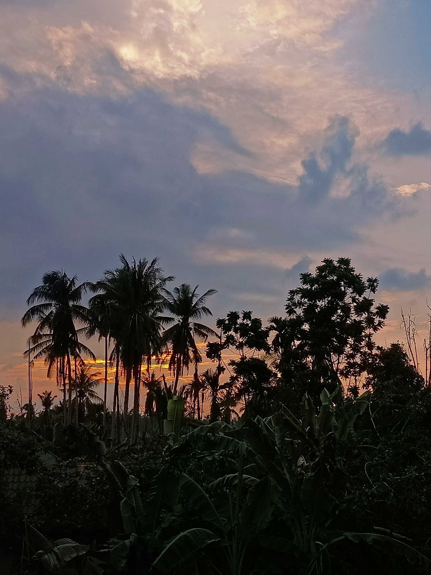 The image depicts a silhouetted tropical landscape at dusk, likely in Blang Cut, Indonesia. The sky is filled with a dramatic cloud formation, transitioning from a pale orange and pink near the horizon to a muted blue and grey higher up. The sun appears to be setting behind a cluster of tall palm trees, casting a warm glow through their fronds. In the foreground, dense foliage, including large banana leaves, creates a dark, shadowed layer. The overall impression is one of a peaceful, natural scene at the end of the day. There are no people or animals visible in the image.
