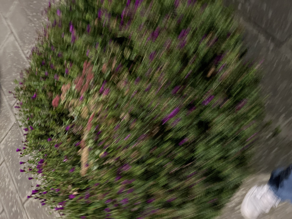 The image and its crops depict a highly motion-blurred scene, primarily featuring a dense green bush adorned with numerous small purple flowers. The significant motion blur suggests that the photograph was taken while the camera or subject was in motion.
The main subject is a large, rounded green plant or bush, with small, vibrant purple blooms scattered throughout its foliage. A paved surface, possibly a sidewalk or path, runs along the edge of the bush on the left side of the frame and in the background. In the lower right corner of the original image, a person's foot is partially visible, wearing a white sneaker and blue pants or jeans, indicating the presence of an individual moving past the bush.
The activity taking place is implied to be walking or moving, which is the cause of the extensive motion blur. The perspective is from above, looking down at the bush and the paved ground. The lighting appears somewhat dim, making it challenging to determine the exact time of day, but it does not seem to be bright daylight. No specific location cues are discernible within the image itself, apart from the general appearance of an outdoor, possibly urban or garden setting. There is no visible text.