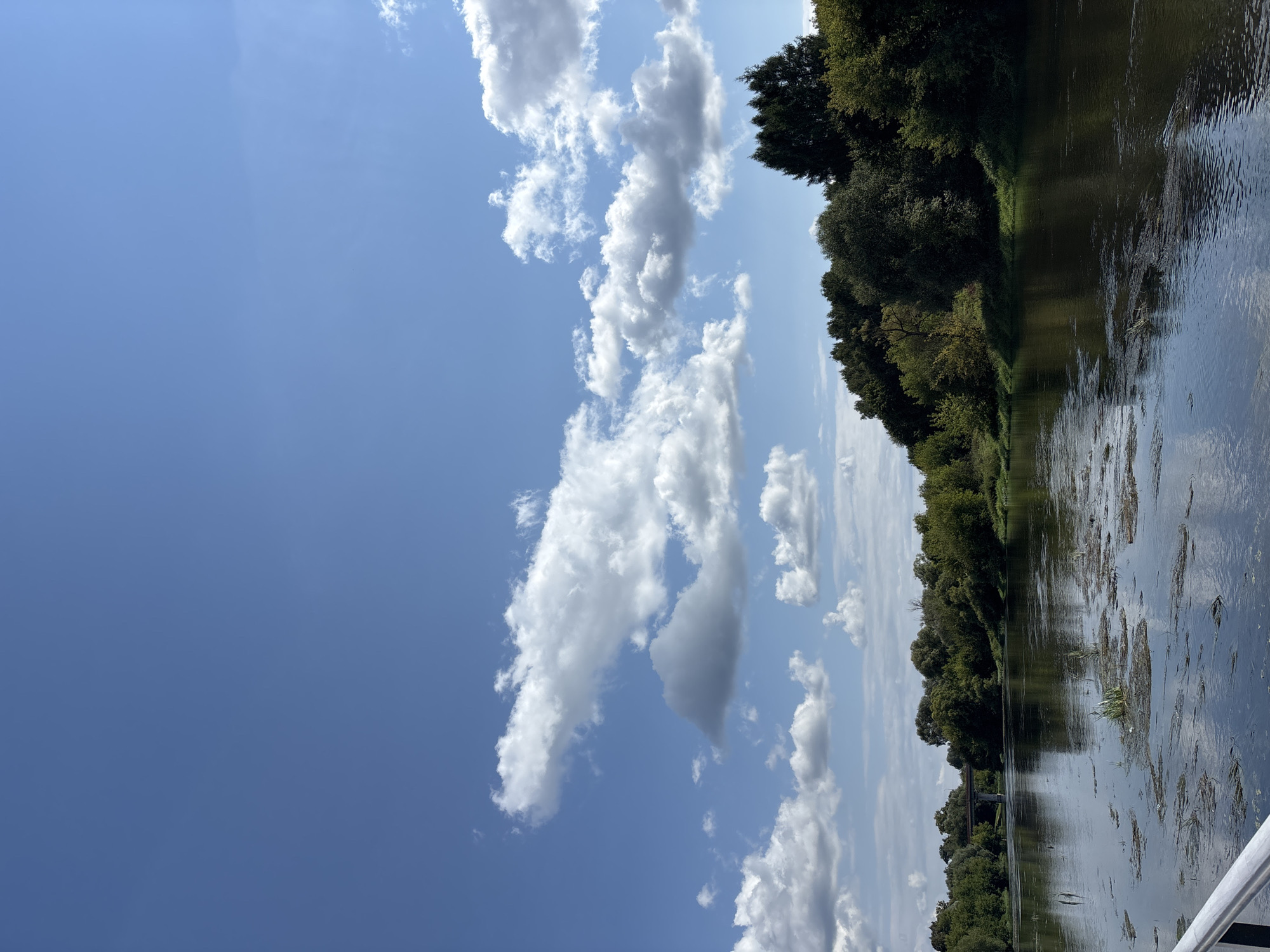 The image depicts a serene river scene under a bright, partly cloudy blue sky, likely taken in Zvenigorod, Russia, given the typical landscape. The foreground features a calm river with patches of aquatic vegetation floating on its surface, reflecting the sky and surrounding greenery. The far bank of the river is lined with dense, lush trees and foliage, forming a natural barrier. In the distance, a bridge is visible spanning the river, hinting at human infrastructure. The overall atmosphere is tranquil and natural, characteristic of a riverside environment in a town like Zvenigorod.