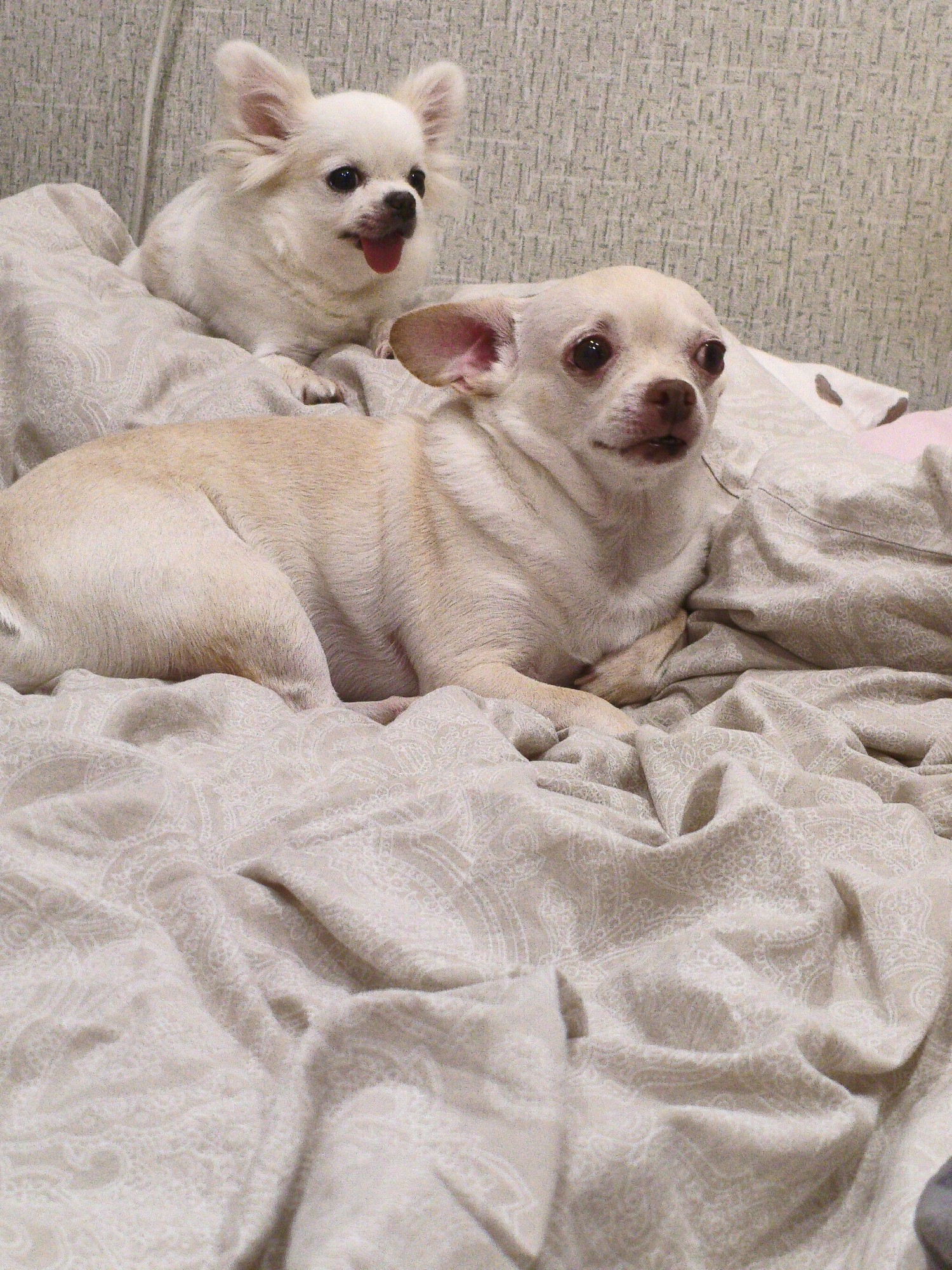 Two chihuahua dogs are lying on a bed. The dog in the foreground is cream-colored and is lying on its side, looking towards the left of the frame. The dog in the background is white and is lying down with its tongue sticking out, also looking towards the left. The bed is covered with a beige patterned comforter. The background appears to be a textured wall. There is no information in the image to suggest the location is in Chelyabinsk, Russia.