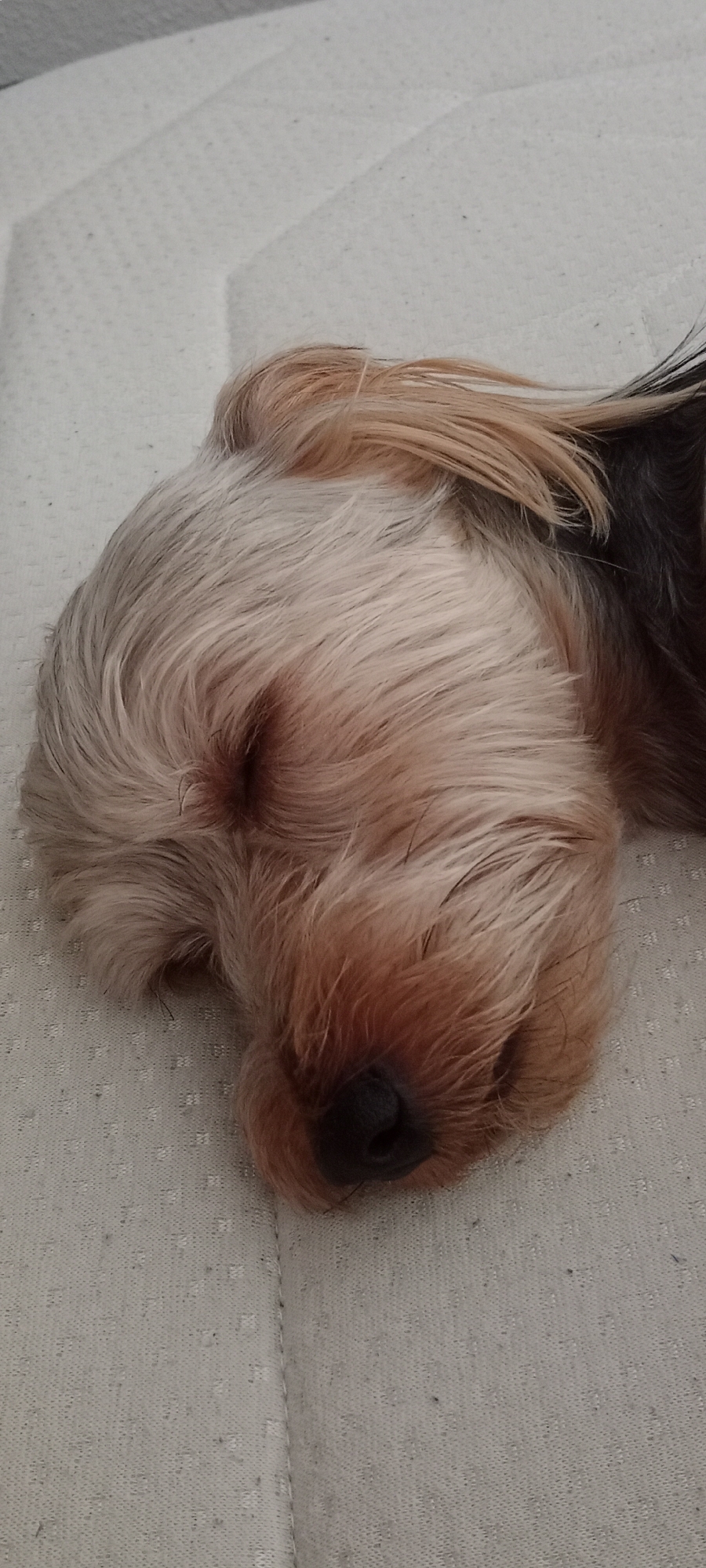 A close-up, overhead shot shows a small dog, possibly a Yorkshire Terrier, sleeping on a textured white surface. The dog's fur is a mix of light blonde and darker brown, with its face angled downwards. Its eyes are closed, and its nose is dark and wet. The surface it's lying on appears to be a cushioned material with a repeating pattern. The image provides no context of a specific location within the city of Galapagar, Spain.