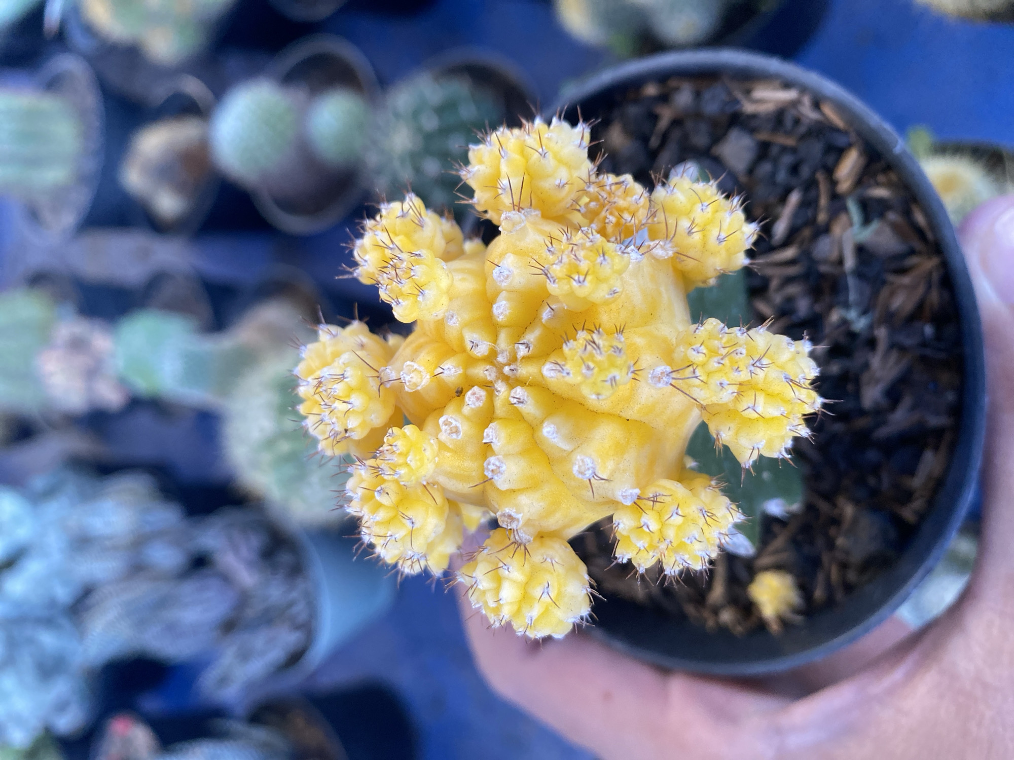 A bright yellow cactus with multiple spherical growths, each covered in small spines, is held in a black plastic pot with dark soil. The cactus is the main subject and is in sharp focus. In the background, several other cacti in pots are visible but out of focus, suggesting a plant nursery or market setting. The overall color palette is dominated by the vibrant yellow of the cactus, the dark soil, and the blue surface on which the pots are placed. No people are clearly identifiable, only a hand is partially visible supporting the pot on the left. The specific location in Banjarejo, Indonesia, cannot be determined from the visual information in the image.