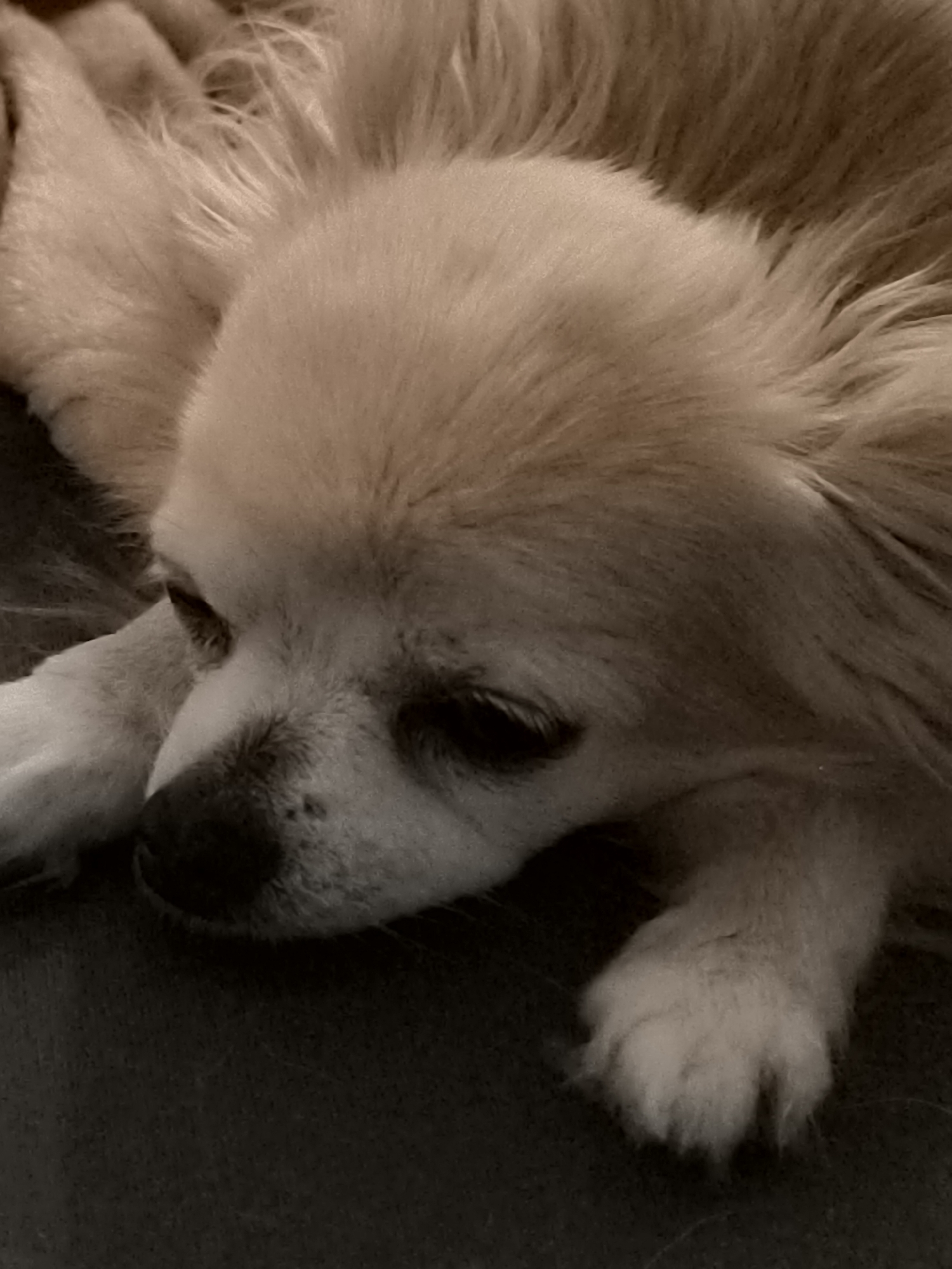 The image is a close-up, sepia-toned photograph of a long-haired, light-colored dog, possibly a Chihuahua or a similar small breed, resting on a dark, textured surface. The dog's head is lowered, and its eyes are closed or downcast, suggesting it is sleeping or resting. The focus is on the dog's face, with its fluffy fur, snout, and paws visible. The background is dark and out of focus, with the texture of the surface it is lying on being the only discernible feature. There is no identifiable information within the image to suggest a specific location in Klaipėda, Lithuania, or any other urban environment. The scene depicts a domestic setting, likely a home, where the dog is comfortable and relaxed.
