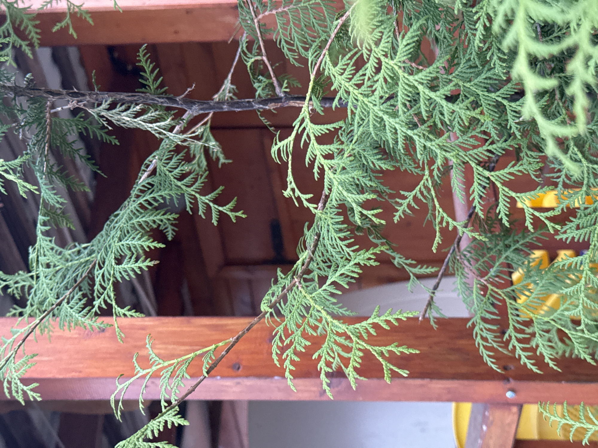 The image shows a close-up view of evergreen foliage, possibly cedar or cypress, hanging in front of a wooden structure. The structure appears to be a section of a building's exterior, featuring horizontal wooden planks and some vertical supports. The background is somewhat obscured by the foliage. Yellow containers can be seen on the right side of the frame. The location in the city of Mayak, Russia, cannot be determined from the provided information.
