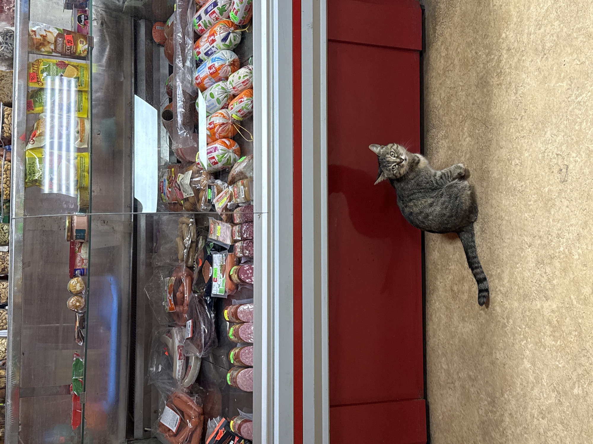 An overhead view captures an indoor scene within what appears to be a small grocery store or deli. The main subjects are a tabby cat and a commercial display refrigerator filled with food products.
On the left, a large, multi-tiered display refrigerator with glass doors is stocked with various items. The upper shelves hold small, transparent packages of what appear to be dried fruits or nuts, with a package bearing the "frutis" brand name. Below these, several yellow pouches of mayonnaise are visible, featuring Cyrillic text such as "СЛОБОДА" (Sloboda), "майонез ПРОВАНСАЛЬ" (mayonnaise Provencal), and "ОСТА 39." The middle and lower sections of the refrigerator are densely packed with a variety of packaged meat products, primarily sausages and cured meats of different sizes and shapes, many wrapped in clear plastic.
To the right of the display case, a solid, dark red vertical surface, possibly a cabinet or another refrigerator unit, is present. A gray and brown striped tabby cat is positioned on or next to this red surface, looking directly up at the camera with its head tilted, displaying an alert and curious expression. Its body is partially visible, and its striped tail extends towards the bottom right of the frame.
The floor, visible on the right and bottom, is a light tan or beige color with a textured pattern. The overall lighting suggests an indoor setting, likely during the day. The scene is devoid of people, offering a quiet glimpse into the commercial space.