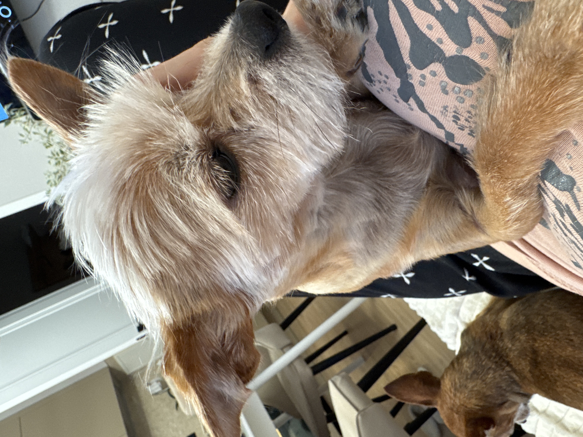 Two small dogs are featured in this close-up image. In the foreground, a tan and white terrier mix dog is being held by an unseen person. The dog is looking to the right, with its ears perked up. Its fur is wiry and appears to be somewhat messy. In the background, a smaller brown chihuahua is lying down on a white blanket, facing away from the camera. The dogs are indoors, with furniture and a door visible in the blurred background. The overall lighting suggests a daytime scene.