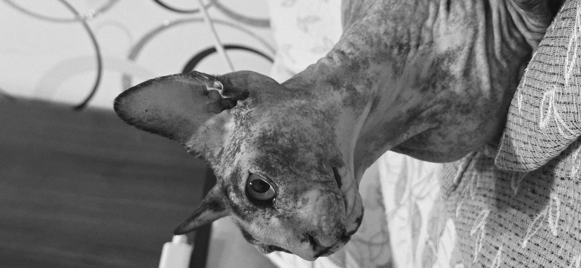 The image is a close-up, black and white, eye-level shot of a Sphinx cat lying on a patterned surface, possibly a bed. The cat is looking to the left of the frame with its large ears prominently displayed. The background is out of focus and shows a patterned surface and some indistinct shapes, possibly decorative elements or furniture. The image does not contain any elements that would allow for the identification of a specific location in Baku, Azerbaijan, or any other city.