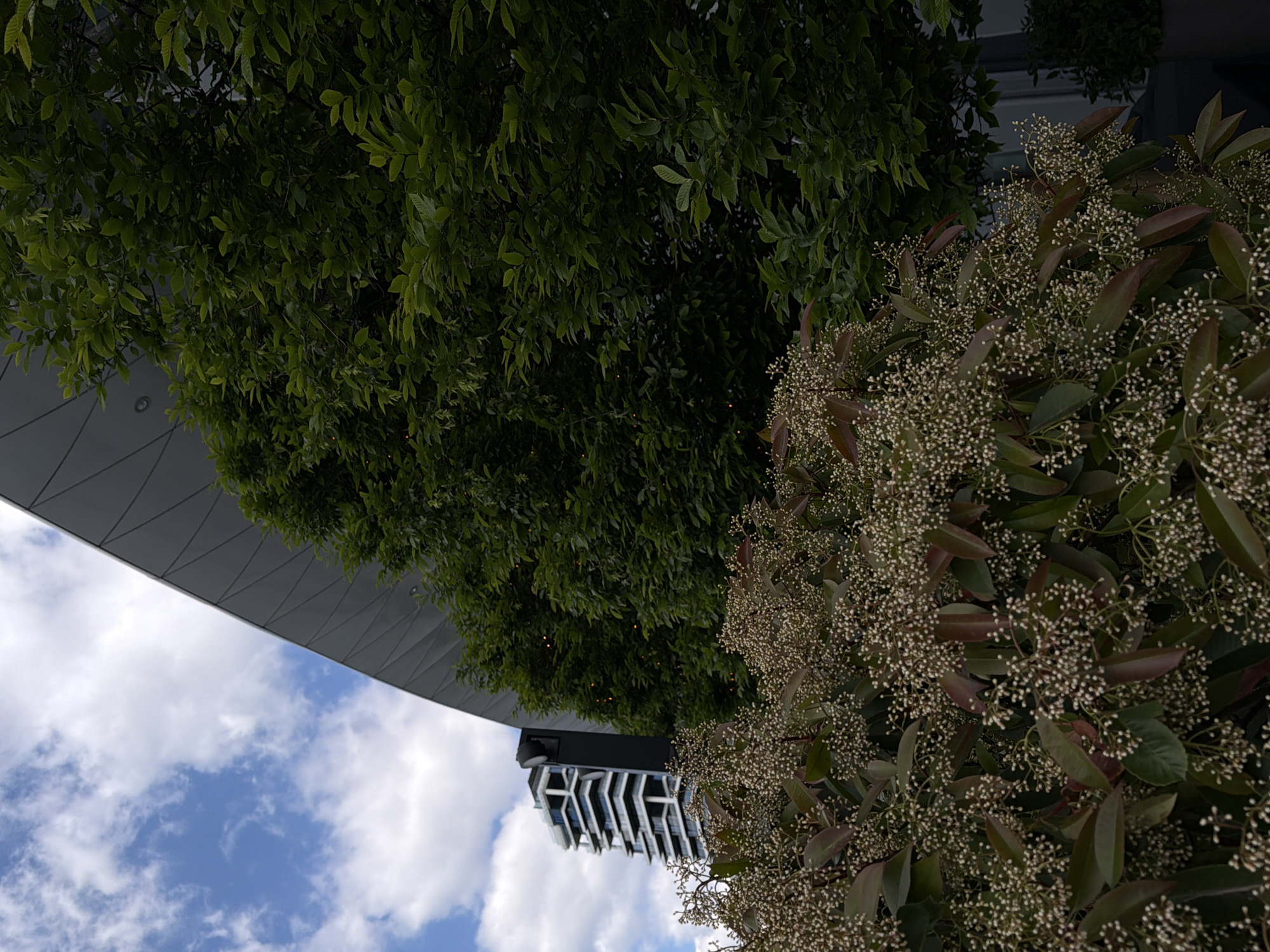 The image is a low-angle shot of a building partially obscured by greenery and a view of the sky. On the left side of the image is a section of a modern building, visible from below. The building has a gray facade with a geometric pattern and a flat roofline. Lush green foliage, resembling a tree or large shrub, fills the upper portion of the image and extends from the top toward the right. To the right, there is another shrub-like plant with small white flowers. The bottom left corner shows a blue sky with scattered white clouds. A taller, modern building is partially visible in the center of the image. Given the architectural style of the building and foliage, the location is Belgrade, Serbia. No people are visible. The image suggests an urban setting with an emphasis on incorporating nature into the built environment.