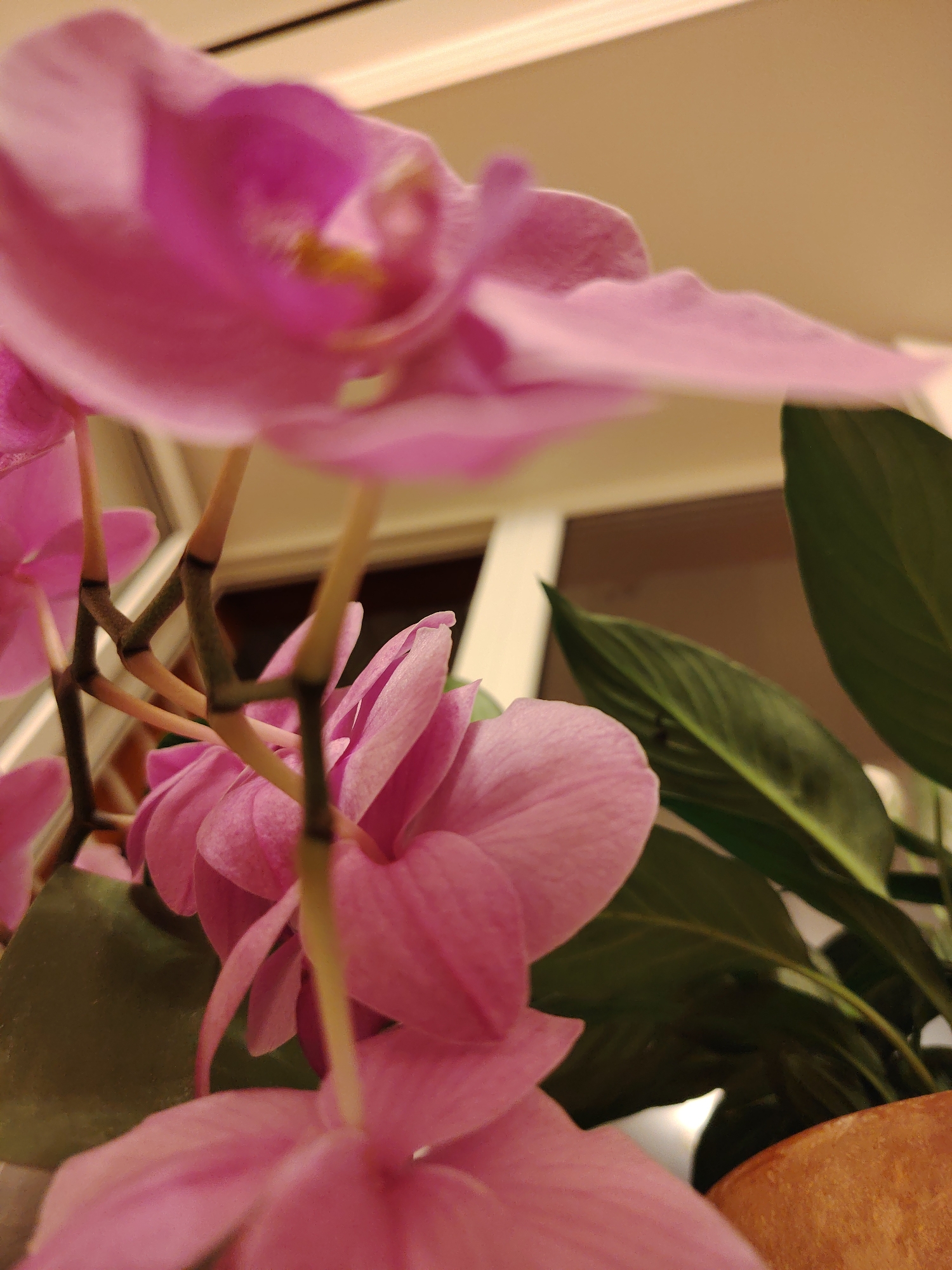 An extreme close-up, low-angle shot captures a cluster of bright pink orchid blossoms, their delicate petals gently unfurling. The shallow depth of field blurs the background, hinting at a window or pane of glass and the warm tones of an indoor setting. Dark green leaves peek into the frame from the right, adding a touch of natural contrast. The scene is devoid of human presence, and the overall impression is one of serene, botanical beauty. This image appears to be an indoor photograph.