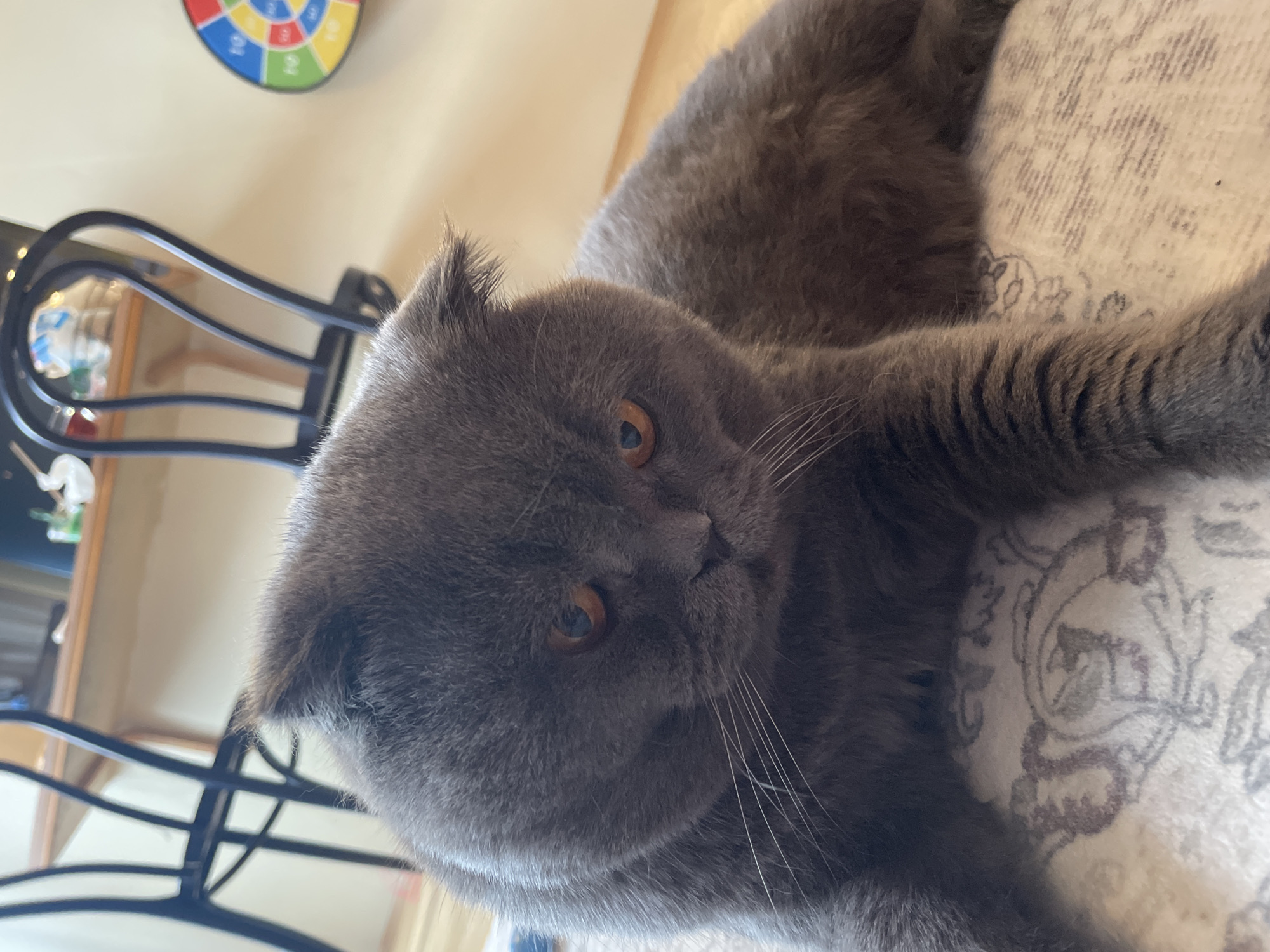 A close-up, eye-level shot shows a grey Scottish Fold cat lounging on a patterned rug indoors. The cat's ears are folded down, and its amber eyes are partially closed, giving it a sleepy or contemplative expression. Its white whiskers fan out from its muzzle. The background is softly blurred, revealing the legs of a dark wooden chair and a wall with a colorful dartboard. The lighting is natural, casting a warm glow on the scene. The overall impression is one of domestic tranquility.