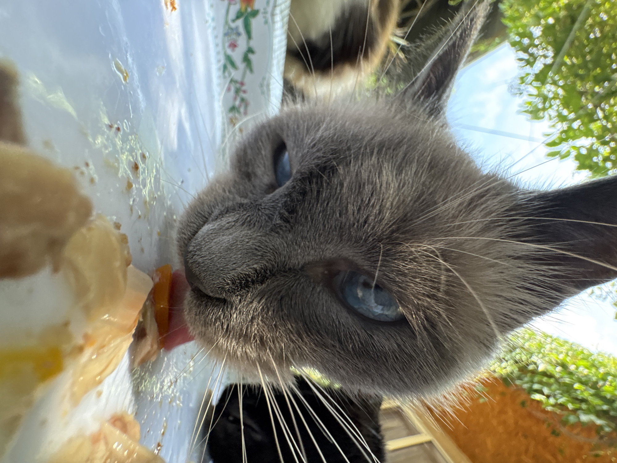 A close-up, low-angle shot captures a Siamese cat's face as it eats from a white plate on what appears to be an outdoor table. The cat's blue eyes are wide open, and its pink tongue is extended, licking food from the plate. The background is blurred but suggests an outdoor setting with green foliage and a wooden structure, possibly a patio or balcony. The plate has remnants of food and liquid. The scene is illuminated by natural light, casting a warm glow on the cat. The exact location in Almaty, Kazakhstan, cannot be determined from the image.