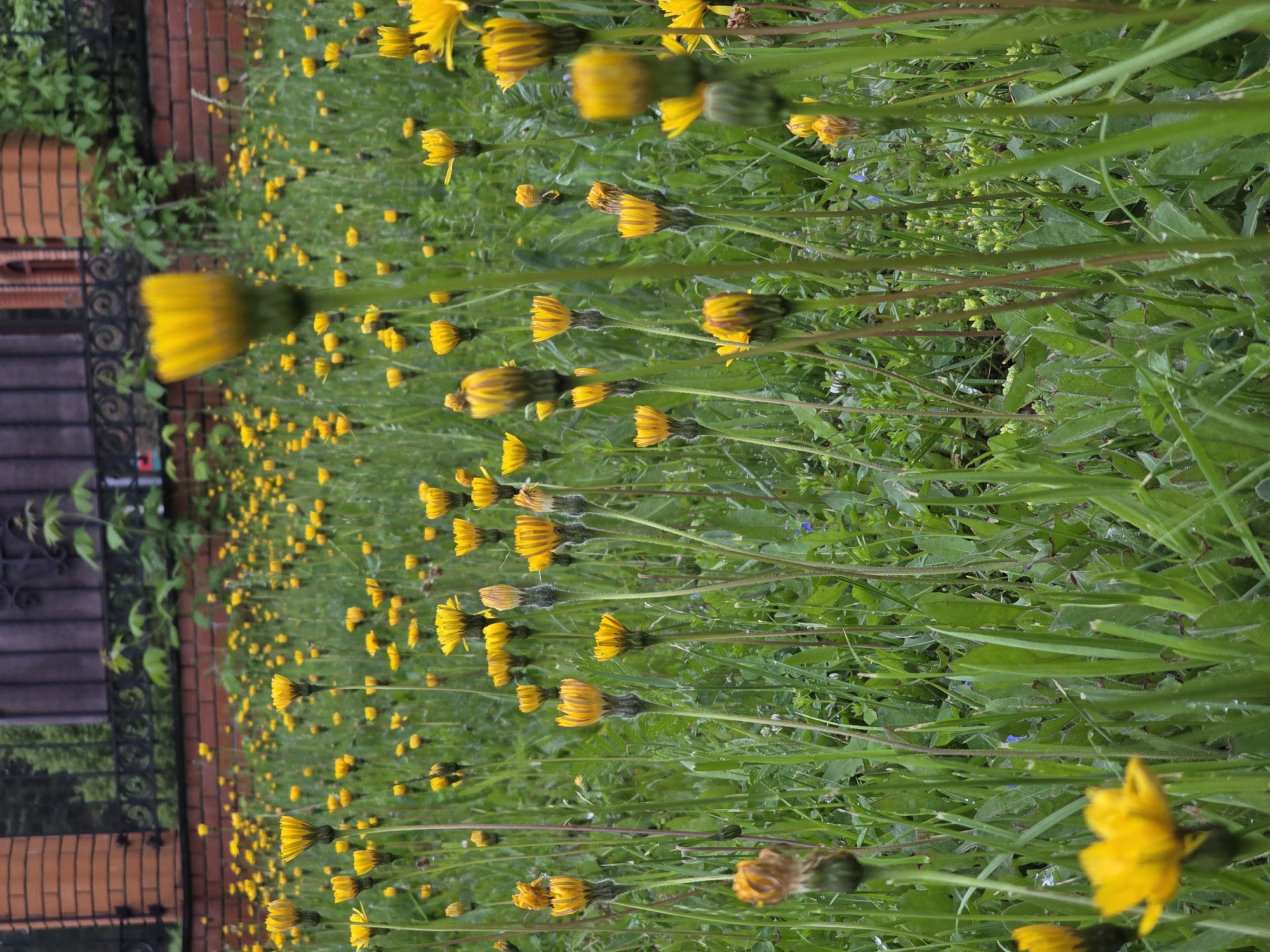 This image depicts an outdoor scene in Chaikovsky, Russia. The primary subject is a dense field of yellow composite flowers, consistent with dandelions or similar species, intermixed with green grass.
The foreground and mid-ground are dominated by numerous yellow flowers in various stages of bloom. Many flowers are fully open, showcasing bright yellow florets, while others appear partially closed or with sepals still tightly enclosing the developing or fading flower heads. These flowers are supported by slender green stems, which rise from a thick carpet of green grass. Visible small water droplets cling to the blades of grass and leaves, indicating recent moisture.
In the background, a horizontal section of a reddish-brown brick wall extends across the upper half of the frame. The bricks are laid in a regular pattern, likely stretcher bond. To the left, a vertical brick pillar or column defines an edge of this wall section. Above the brick wall, a dark metal fence with intricate scrolled and circular patterns is visible. Behind the fence and above the wall, dark green foliage from trees or shrubs is present, suggesting a vegetated area beyond. On the right side of the background, a faint reddish architectural detail, possibly part of a window arch or decorative element, is discernible within the brickwork.
No people, animals, or explicit actions are present in the image. The lighting appears soft and diffused, characteristic of an overcast day or indirect light.