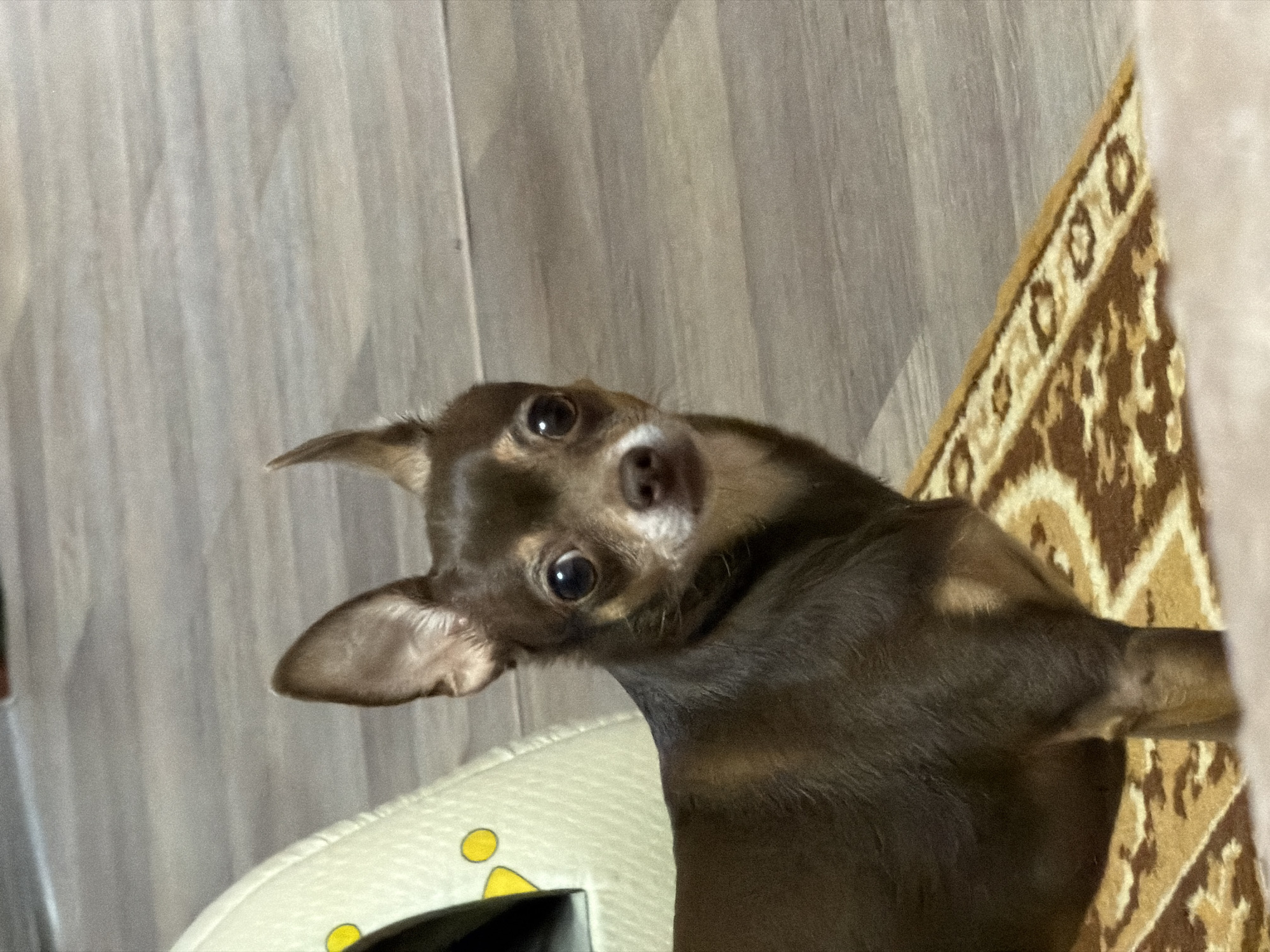 A brown chihuahua stands on a rug next to a pet bed. The chihuahua's ears are perked, and its large eyes are looking directly at the camera. The background consists of a wooden floor. The image is taken from a medium close-up angle.