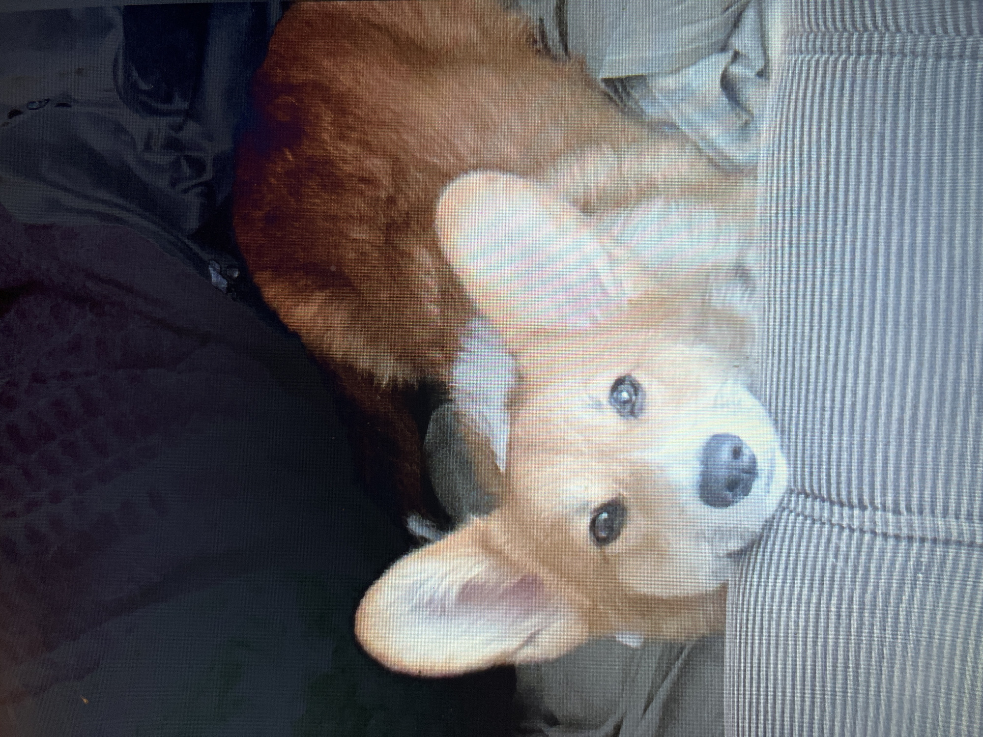 A corgi dog lies on a striped surface, its head resting on it. The dog has light brown and white fur, large ears, and dark eyes. It appears to be indoors, with dark fabric in the background. The image is pixelated, suggesting it was taken from a screen or a low-resolution source. There is no discernible location in the city of Bilenke, Ukraine.