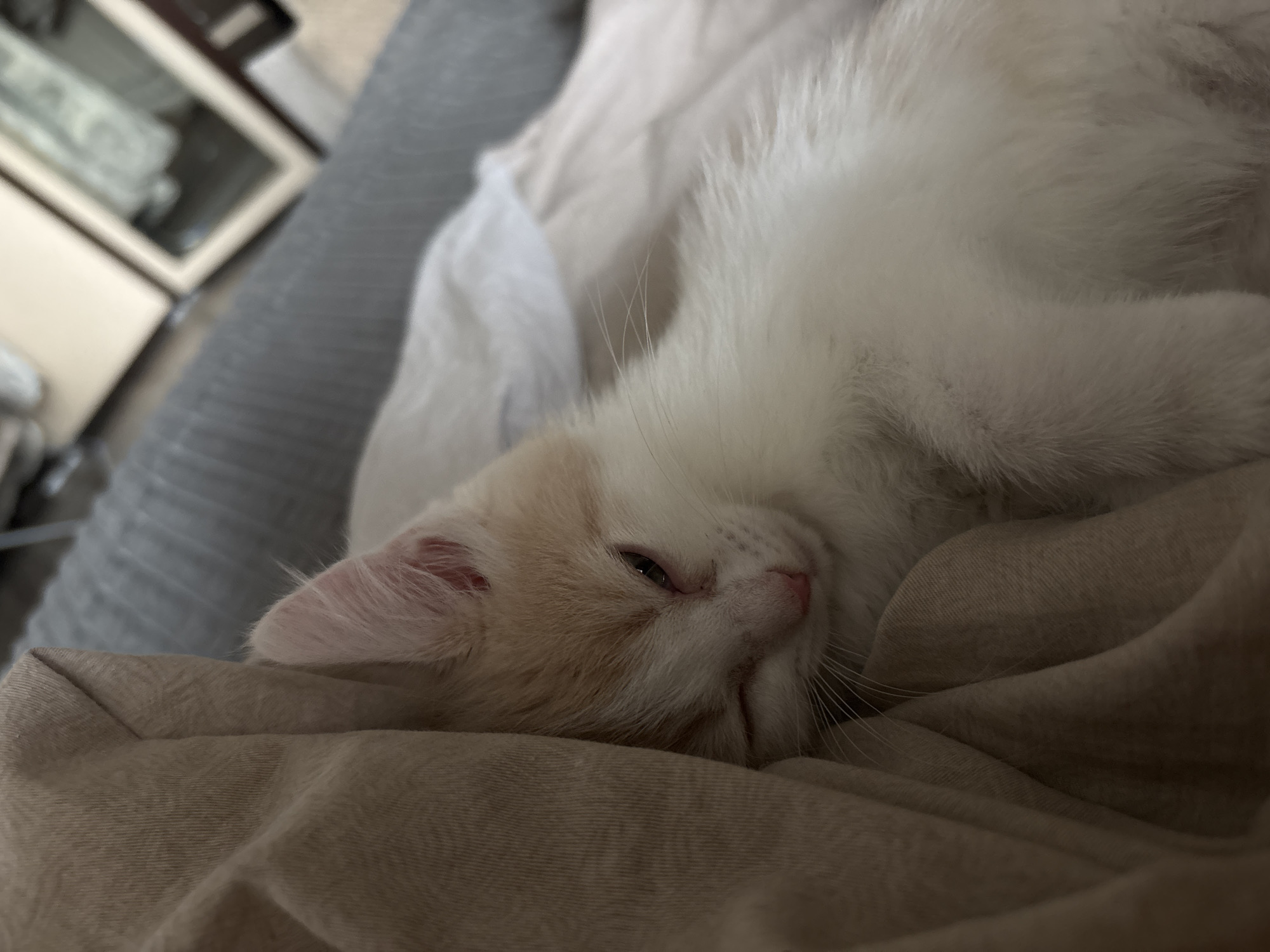 A light-furred cat is sleeping on a bed. The cat is lying on a beige fabric surface, possibly a blanket or pillow. The cat is primarily white with some light orange or peach coloration on its head and ears. The cat's eyes are partially closed. The background includes a gray fabric surface, and out-of-focus furniture or a structure with a white frame and a dark interior. The cat is the primary subject, resting in an indoor environment. Location of the city of Perm, Russia cannot be determined.