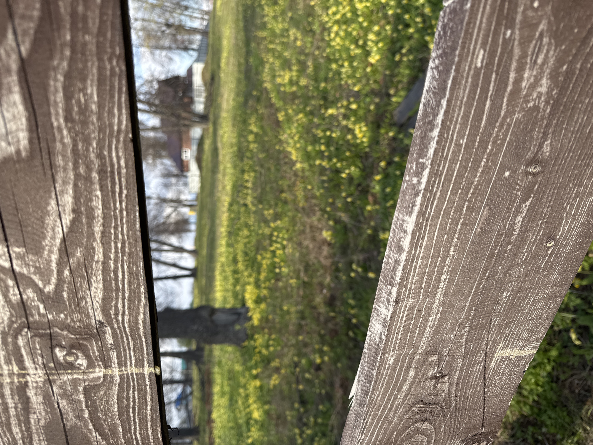 The image, rotated 90 degrees clockwise, presents an outdoor scene viewed through a weathered brown wooden fence in the foreground. Two vertical wooden planks of the fence frame a blurry landscape.
The primary subjects are the wooden fence and the natural environment beyond it. The fence planks show distinct wood grain patterns, including white streaking from weathering, and a few small knots and what appear to be screw or nail heads.
Beyond the fence, a expansive green field covered densely with small yellow flowers dominates the mid-ground, suggesting a spring or early summer setting. Further in the distance, out-of-focus bare trees, possibly indicating late winter or early spring conditions, and parts of residential buildings are visible. The scene appears to be a rural or suburban landscape in Pavlovka, Russia.
No specific activity or event is taking place; it is a static landscape view. No people are present.
Notable details include the bright, clear daylight, suggesting a sunny day. The image uses the fence as a strong foreground element, creating a sense of looking out or peeking into the scene. There is no visible text in the image.