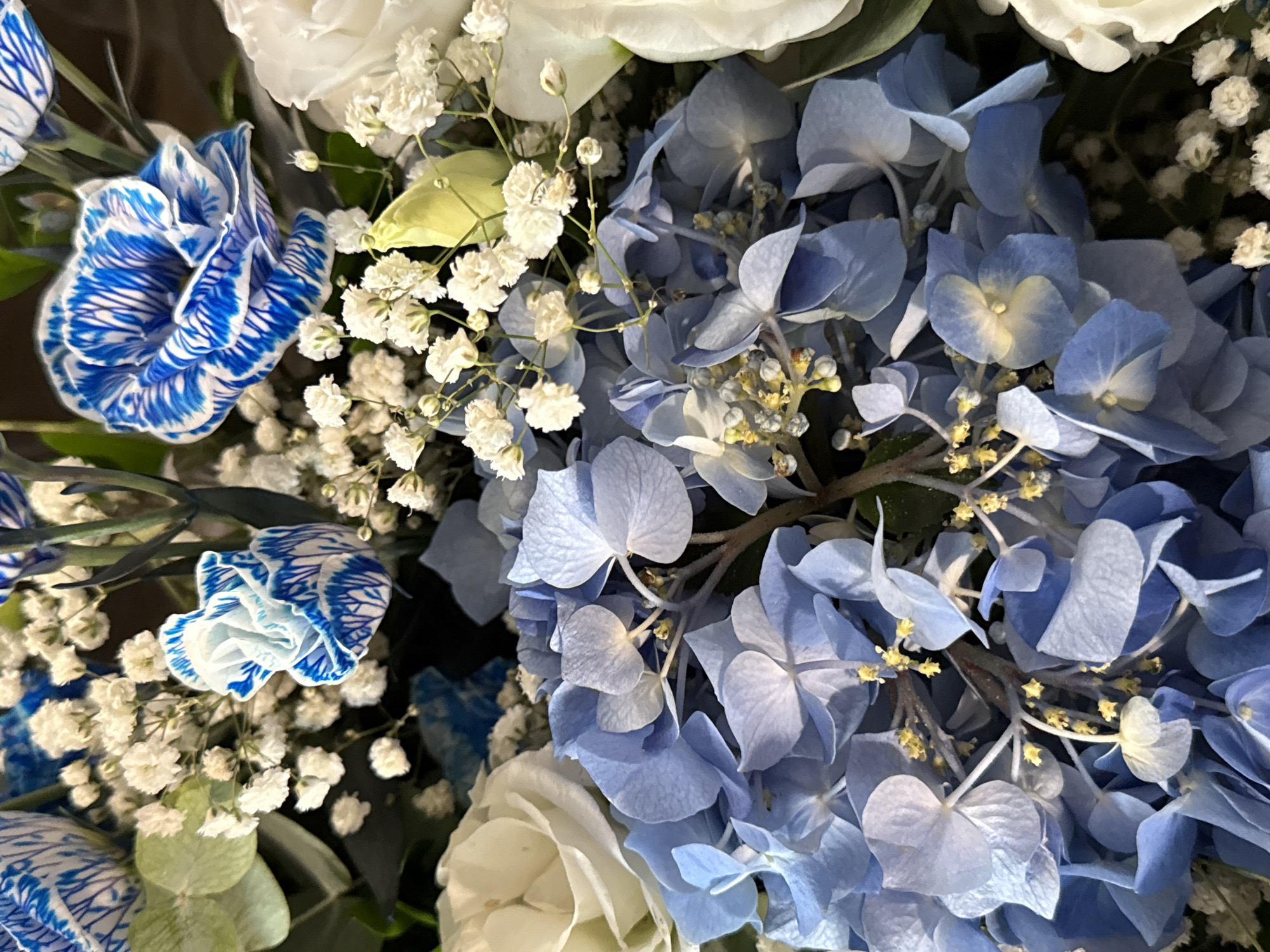 A close-up, overhead shot captures a bouquet of flowers dominated by various shades of blue and white. The central focus is a cluster of blue hydrangeas with their characteristic large, layered petals, interspersed with smaller white flowers that appear to be baby's breath. To the left, a white rose with soft, unfurling petals is visible. Further back, several carnations with striking blue and white striped petals add a vibrant contrast. The background is dark, providing a stark contrast to the bright colors of the flowers. The overall impression is one of a fresh, artfully arranged floral display, with no discernible environmental context beyond the flowers themselves.