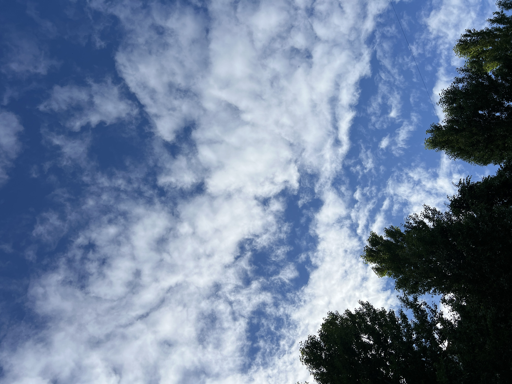 The image captures a view of a deep blue sky filled with wispy, white clouds. The clouds are scattered across the upper portion of the frame, creating a dynamic and textured sky. In the lower section of the image, the dark silhouettes of the tops of several tall trees are visible against the bright sky. The trees are densely foliated, with their dark green leaves creating a stark contrast with the lighter sky. The scene appears to be an outdoor shot, possibly taken from ground level looking upwards. There is a thin, dark horizontal line visible in the upper right quadrant of the image, which could be a wire. The image does not contain any people or identifiable landmarks that would specifically place it within Ternopil, Ukraine.