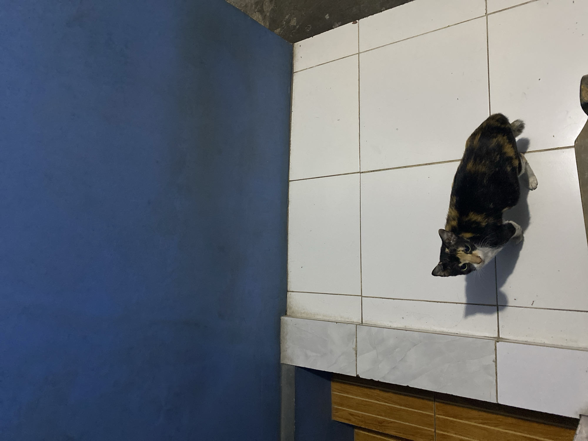 A calico cat with black, orange, and white markings is standing on a white tiled floor. The cat is facing towards the camera, with its head turned slightly to the left. Its eyes are open and looking forward. The background consists of a blue wall and a wooden structure. The image appears to be taken indoors, possibly in a residential setting in Tangerang, Indonesia. The lighting is dim, casting a shadow to the left of the cat.