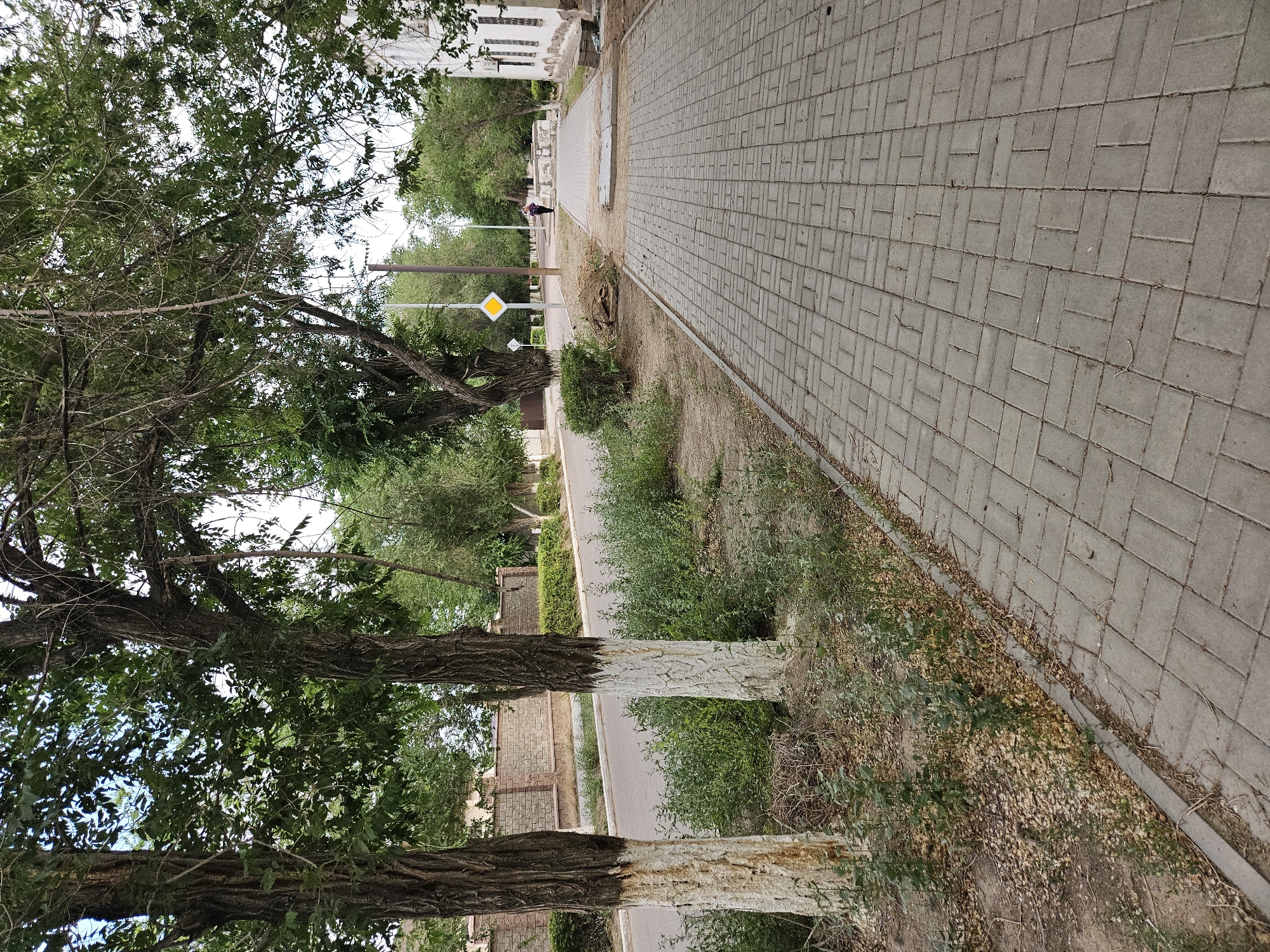 The image depicts a sidewalk in the city of Balqash, Kazakhstan. The sidewalk is paved with gray interlocking bricks and runs alongside a street lined with trees. The trees have rough bark and some are painted white on their lower trunks. Green bushes and foliage grow along the edge of the sidewalk and street. In the distance, a person is walking away from the camera on the sidewalk. A yellow diamond-shaped road sign is visible on a pole on the other side of the street. Buildings, one with white walls and windows, can be seen in the background. The environment appears to be an urban or suburban street scene.