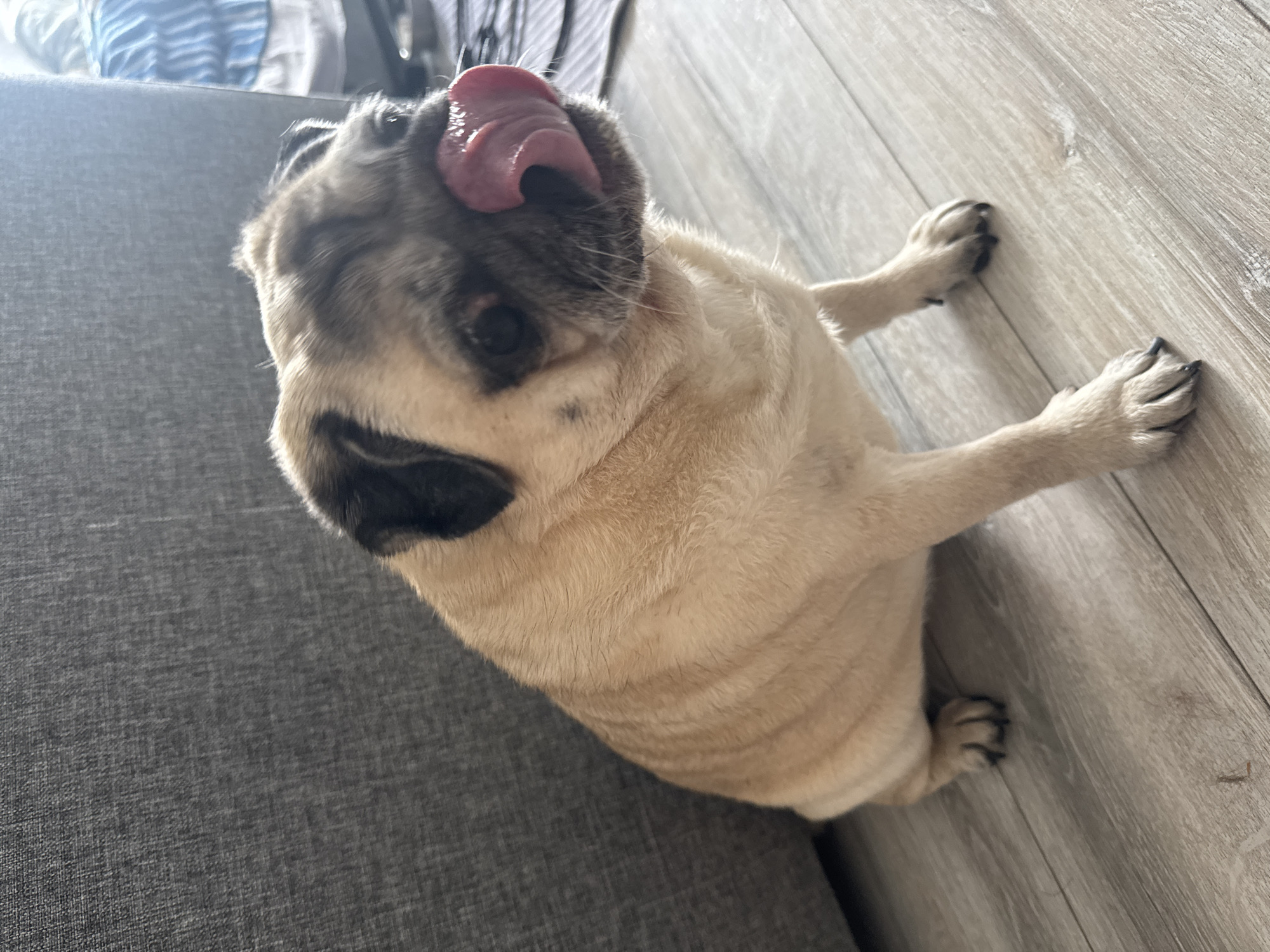 A pug dog is sitting on a light wood-grain floor, next to a grey couch. The dog's tongue is sticking out and licking its nose. The dog is facing to the right, with its body angled slightly towards the viewer. Its fur is fawn-colored with black markings around its face and ears. The background shows the edge of the couch and a blurry glimpse of what appears to be a person and some striped fabric in the distance. The lighting suggests an indoor setting, possibly a living room. There are no identifiable landmarks or indicators specific to Bishkek City, Kyrgyzstan.