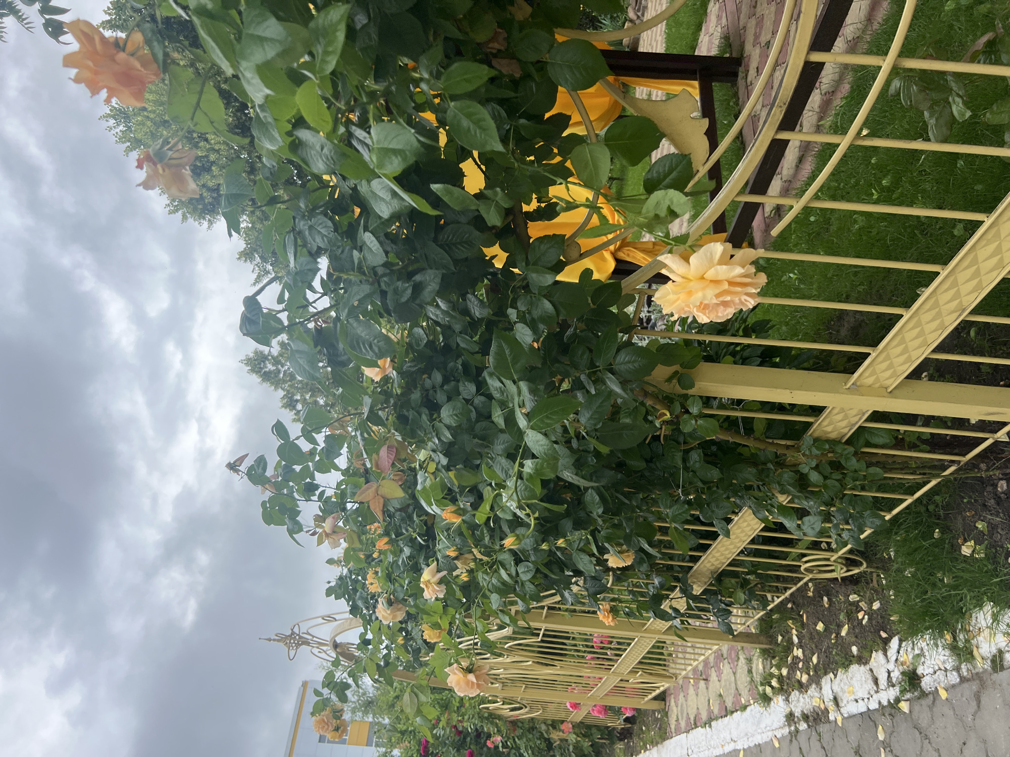 The image shows a fence adorned with climbing roses, with some roses in bloom and others as buds. The fence is made of yellow metal bars, with decorative scrollwork. Behind the fence, there are trees and a building with a yellow facade. The sky is overcast. The scene is likely a public space or garden within the town council of Dubăsari, Moldova. There are no people or animals visible in the image.