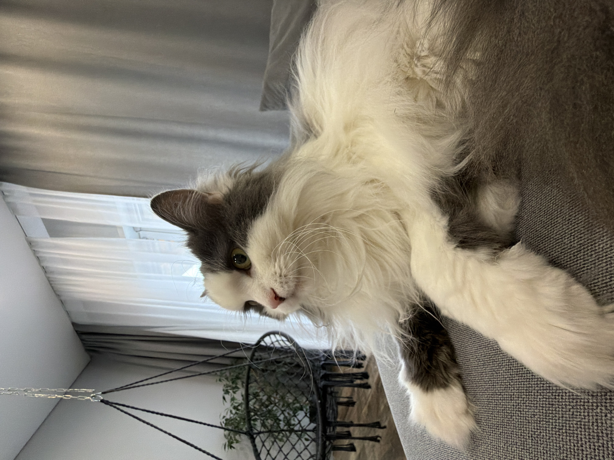 A fluffy grey and white cat rests on a grey textured surface. The cat has green eyes and long white whiskers. Behind the cat, there is a white wall, a white curtain, and a metal hanging planter containing a green plant. The location is likely indoors and a guess is a domestic setting. There is no evidence to place this scene in Chaikovsky, Russia.