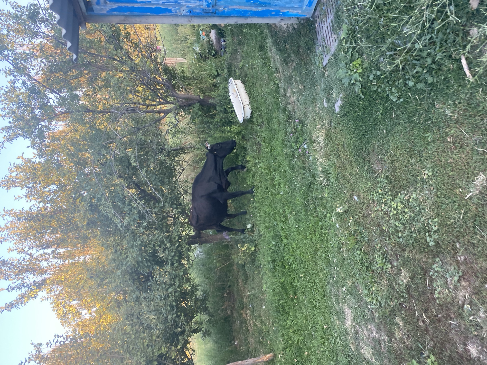 A black cow is grazing on a grassy lawn in what appears to be a rural or semi-rural area. The cow is positioned in the center of the frame, facing left, with its head down. Behind the cow, there are several trees with green foliage, some of which appear to be fruit trees, as indicated by the presence of small yellow fruits on some branches. To the right of the cow, an old, white bathtub is placed on the grass. In the far right of the image, a portion of a blue structure with a corrugated metal roof is visible, possibly a shed or outbuilding. The overall environment is one of overgrown greenery and a somewhat unkempt yard. The sky is visible above the trees, appearing clear and possibly blue. The lighting suggests it is either early morning or late afternoon. This scene is not identifiable as being located in the city of Sın-Taş, Kyrgyzstan, as there are no distinctive geographical markers or cultural elements to support such a claim.
