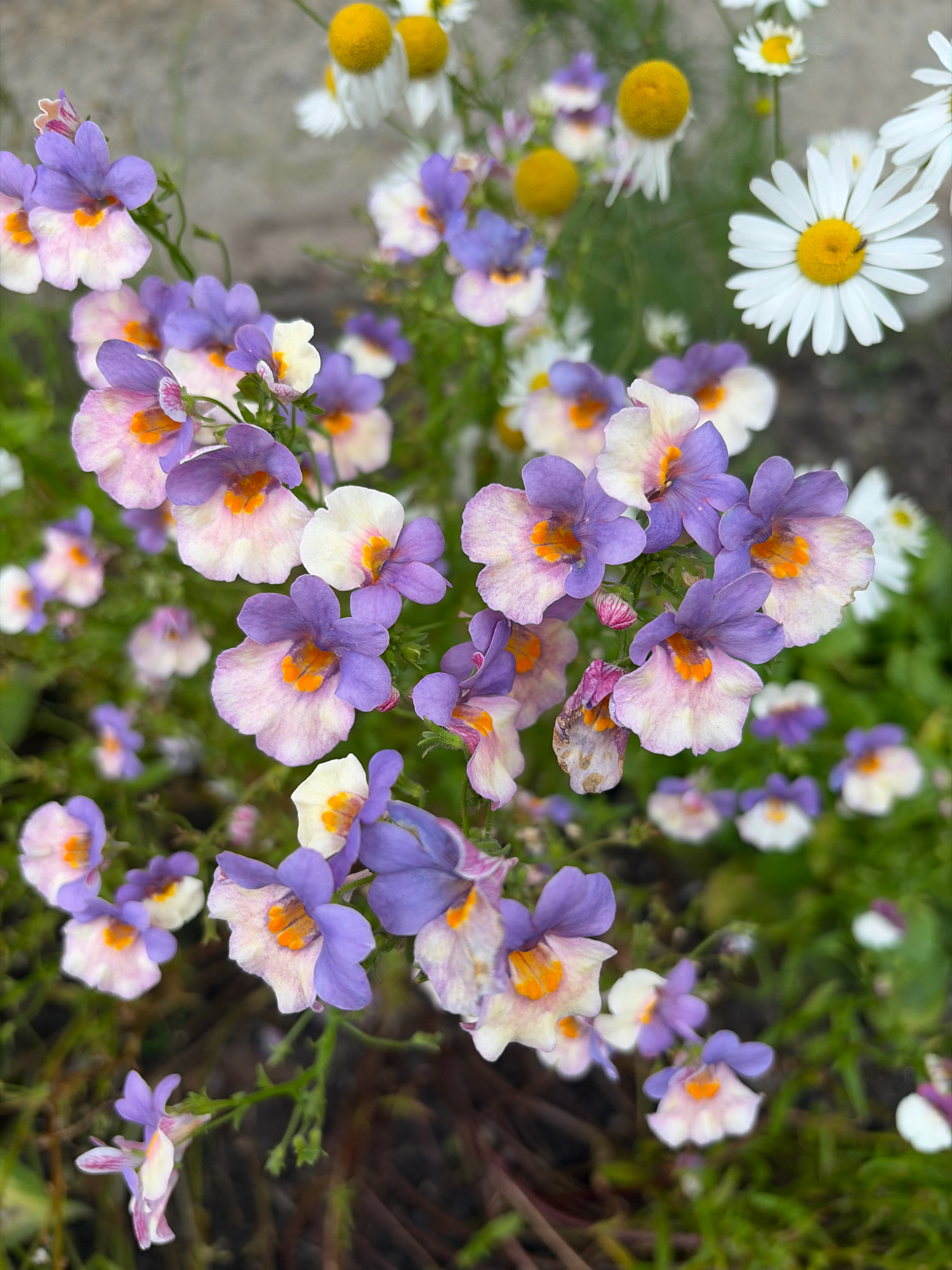 A close-up, top-down shot showcases a cluster of purple and white flowers with orange centers. The flowers are in sharp focus, with a blurred green background of leaves and other vegetation. In the upper portion of the image, out-of-focus white daisy-like flowers with yellow centers are visible. The scene is set outdoors, likely in a garden, with a muted gray, rocky surface in the background. There are no people or animals present in the image. The lighting is soft and natural, suggesting an overcast day or dappled sunlight. The image does not depict any specific location in Arkhangelsk, Russia.
