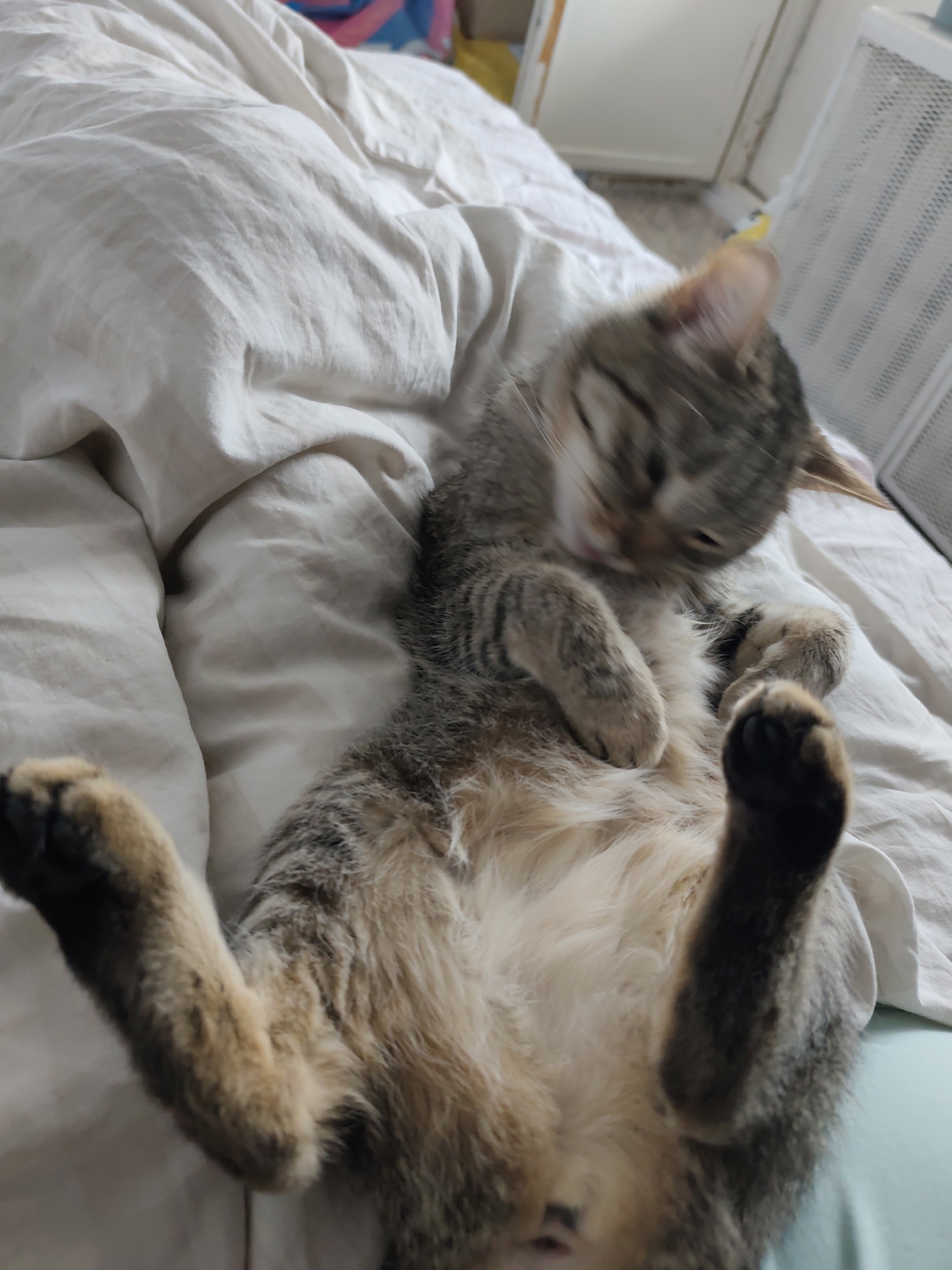 A tabby cat lies on its back on a white sheet. The cat's legs are outstretched. The cat's head is blurry, suggesting movement. The location is not discernible as being in the city of Chaikovsky, Russia.