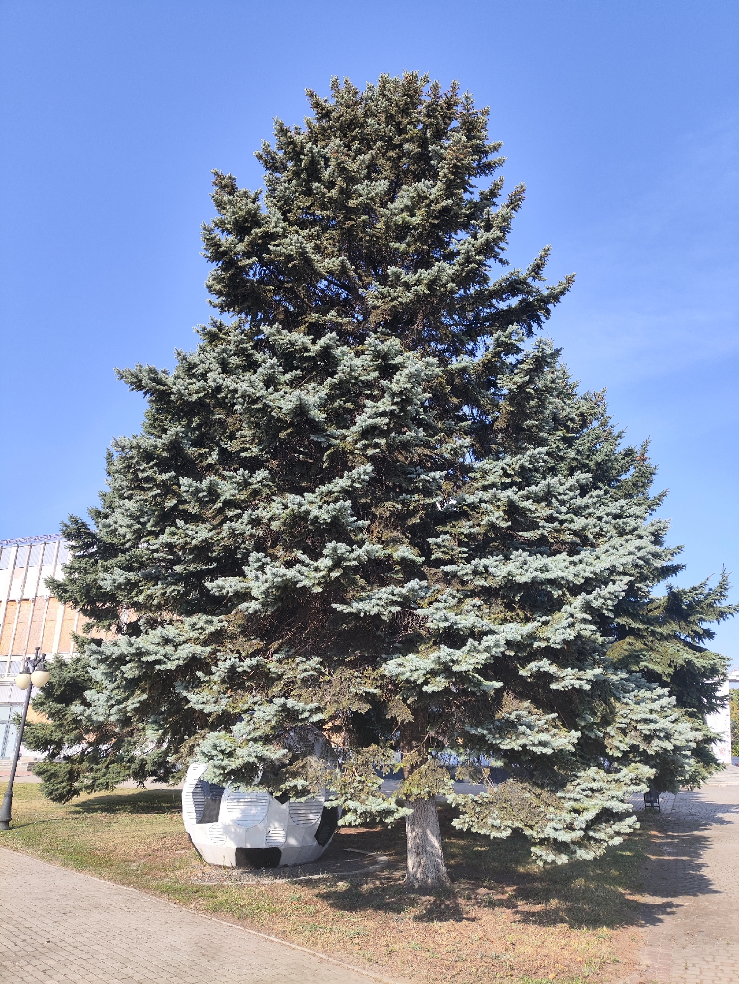 The image shows a large blue spruce tree in a park-like setting with a soccer ball-shaped structure at its base. The tree is dense and full, with its branches extending towards the sky. The soccer ball structure is made of concrete and painted black and white to resemble a soccer ball. It appears to be a decorative element or possibly a small shelter.
To the left of the tree, a sidewalk paved with light-colored bricks runs diagonally across the image. A lamppost with two lights stands on the sidewalk near the tree. Behind the tree, a building with a modern facade, featuring horizontal bands of glass and beige panels, is partially visible. The sky is clear and blue.
This scene is located in Kharkiv, Ukraine. Specifically, it is the area around the National Technical University "Kharkiv Polytechnic Institute" (NTU "KhPI"). The soccer ball structure is a well-known landmark on the university grounds.