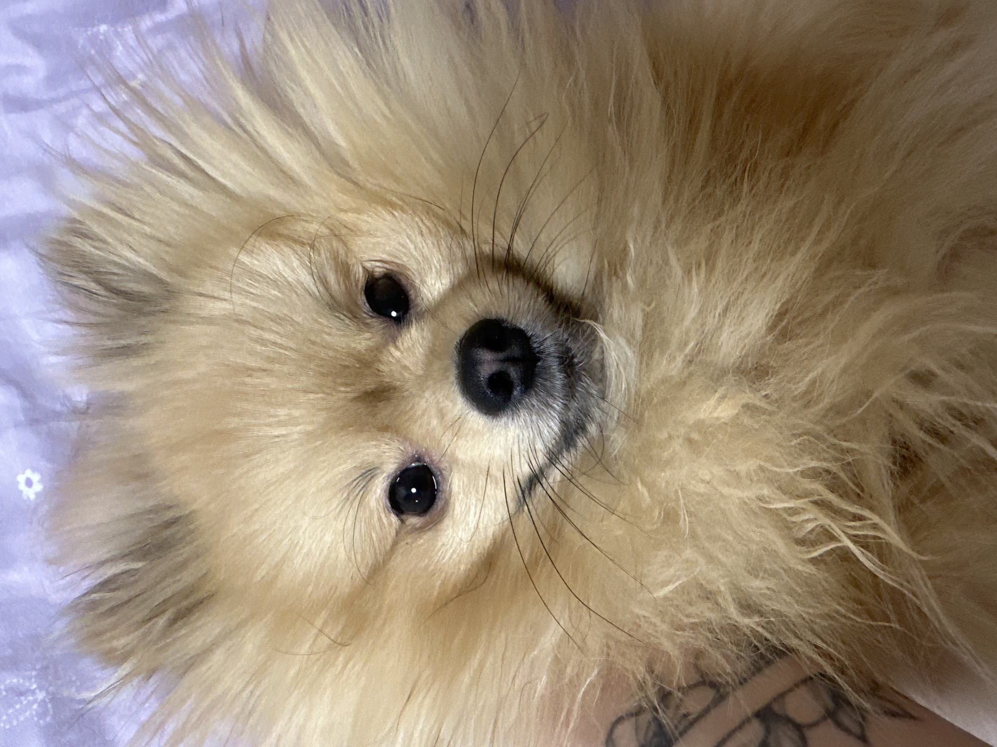 A tan Pomeranian dog with black eyes and a black nose is lying on a lavender colored sheet. The dog is looking directly at the camera. The scene contains part of a person's arm with a tattoo. The location is not identifiable as Votkinsk, Russia.