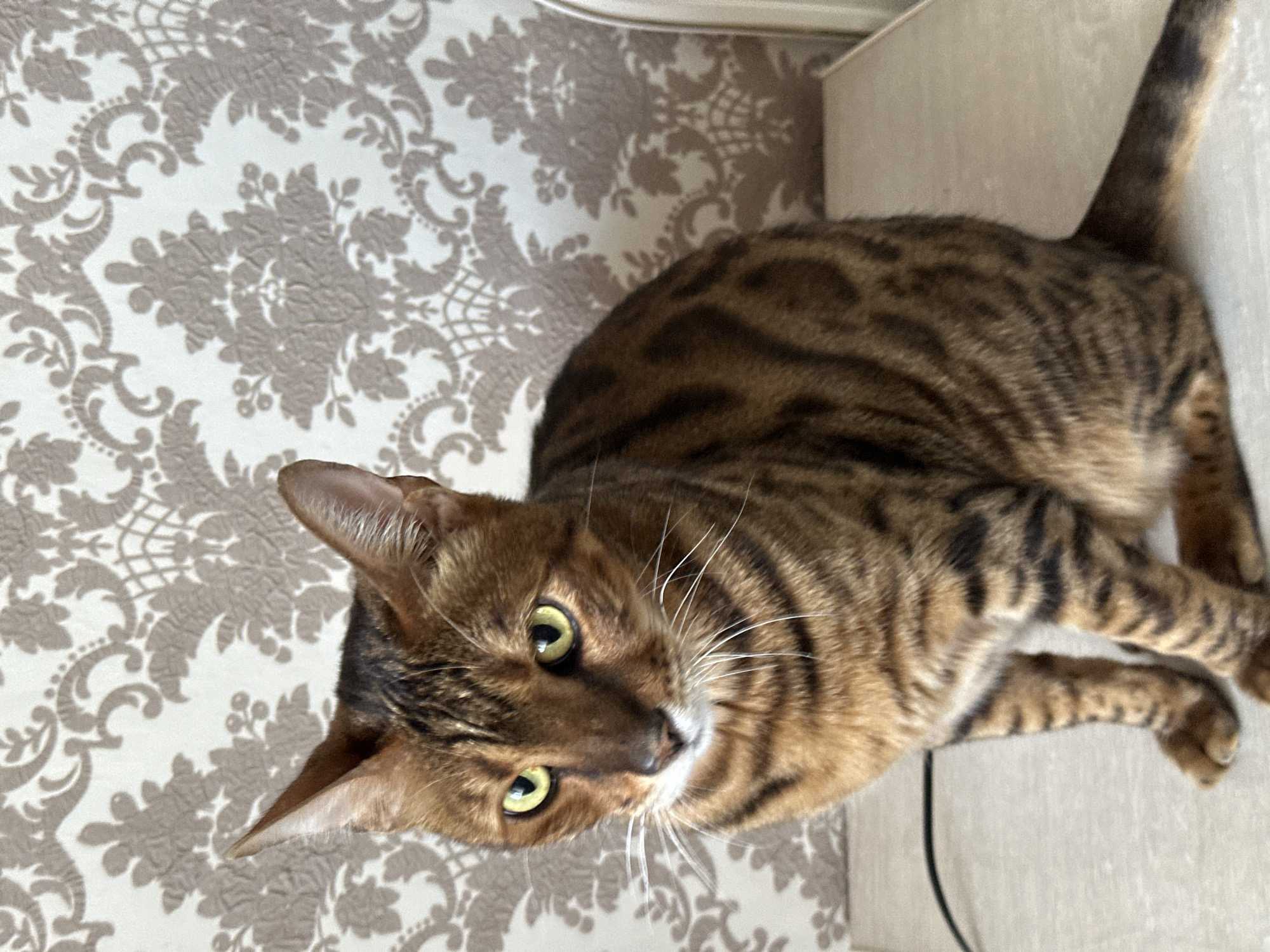 A Bengal cat with golden eyes and a striped brown coat sits on a light-colored surface, facing left. The cat is positioned in the foreground, with its head and upper body clearly visible. Behind the cat, a wall is covered with a patterned wallpaper in shades of beige and grey, featuring an ornate damask design. The lighting appears to be natural, casting soft shadows. The scene is indoors. No people or other animals are present. The location is not specified in the image or its accompanying data.